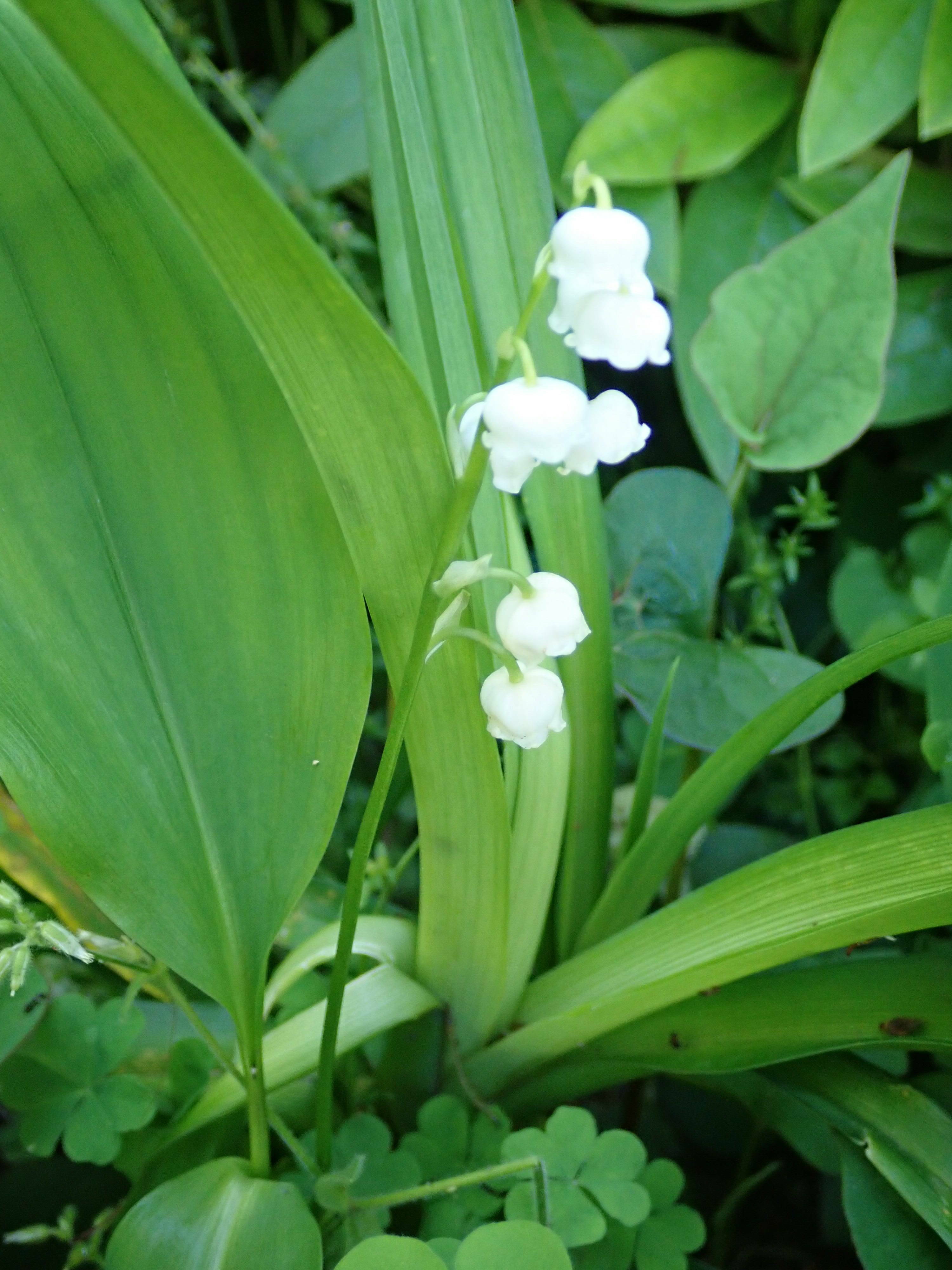 ha20190509-7 スズラン.jpg