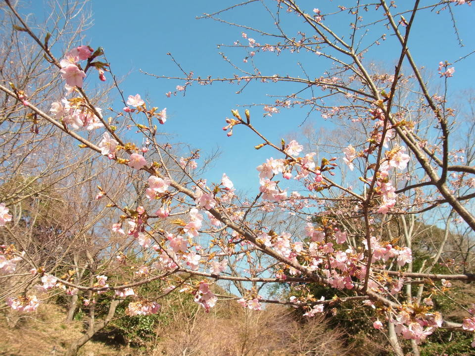 ha20180215-3カワヅザクラ.jpg