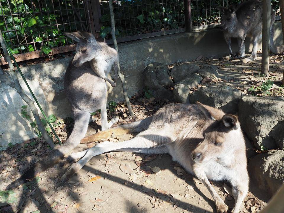 一緒にカンガルーの名前を覚えよう キクラゲ編③.jpg