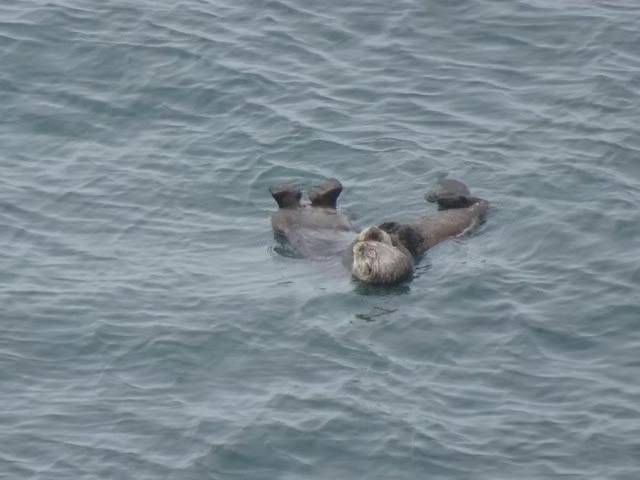 ラッコ親子 (2).jpg