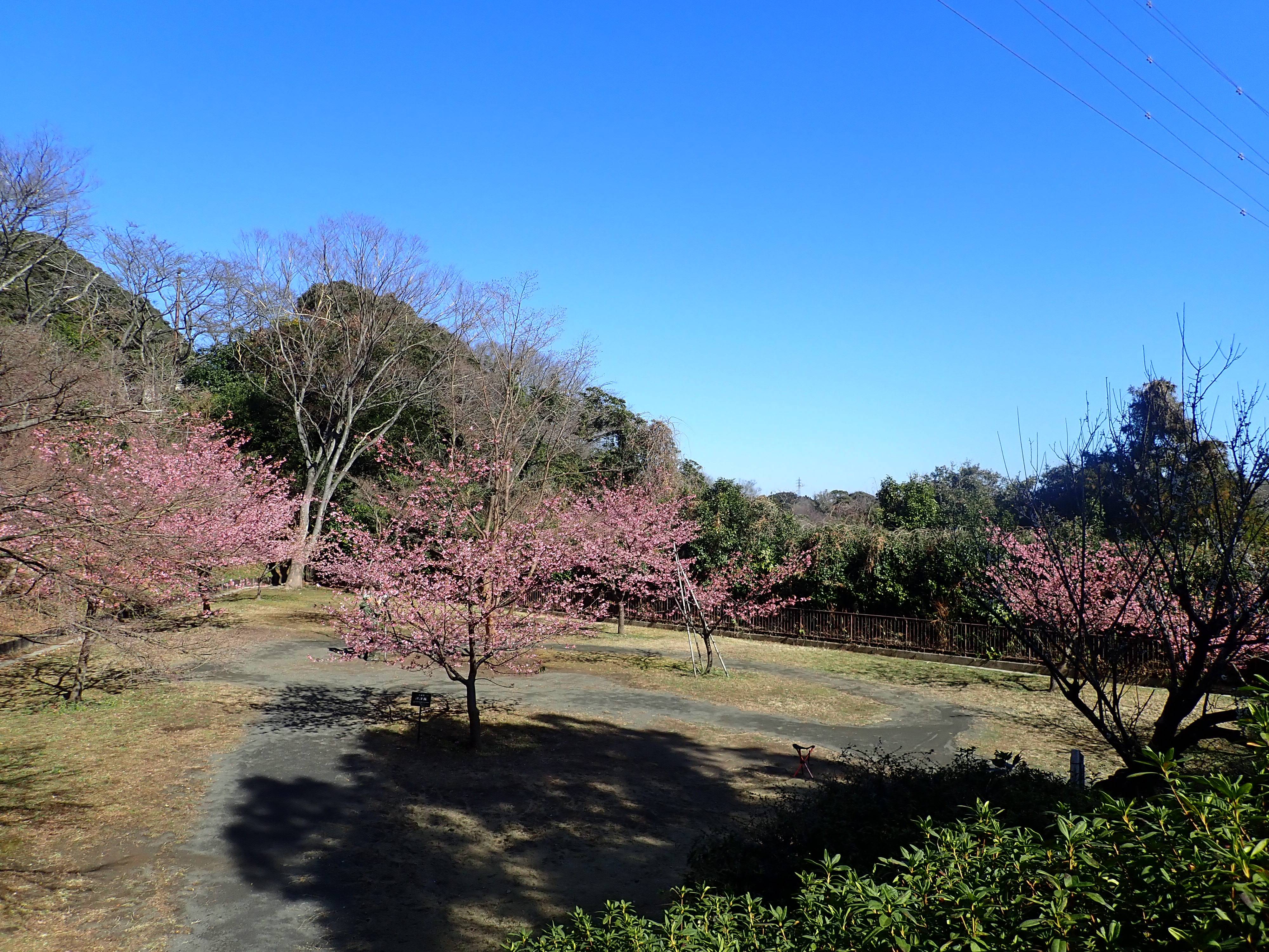 P2162698.jpg