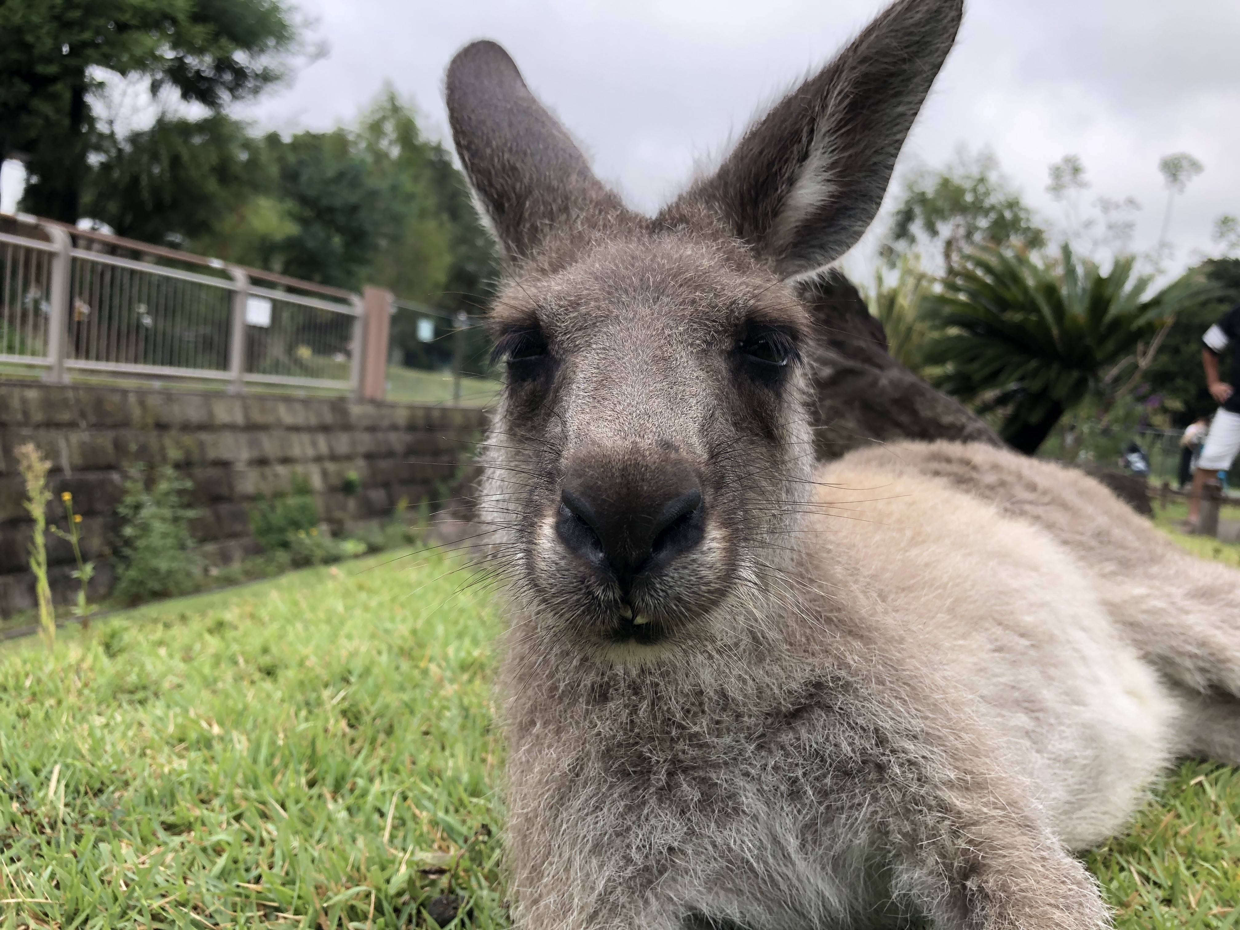 カンガルーの歯 Oh カンガルー 金沢動物園公式サイト 公益財団法人 横浜市緑の協会