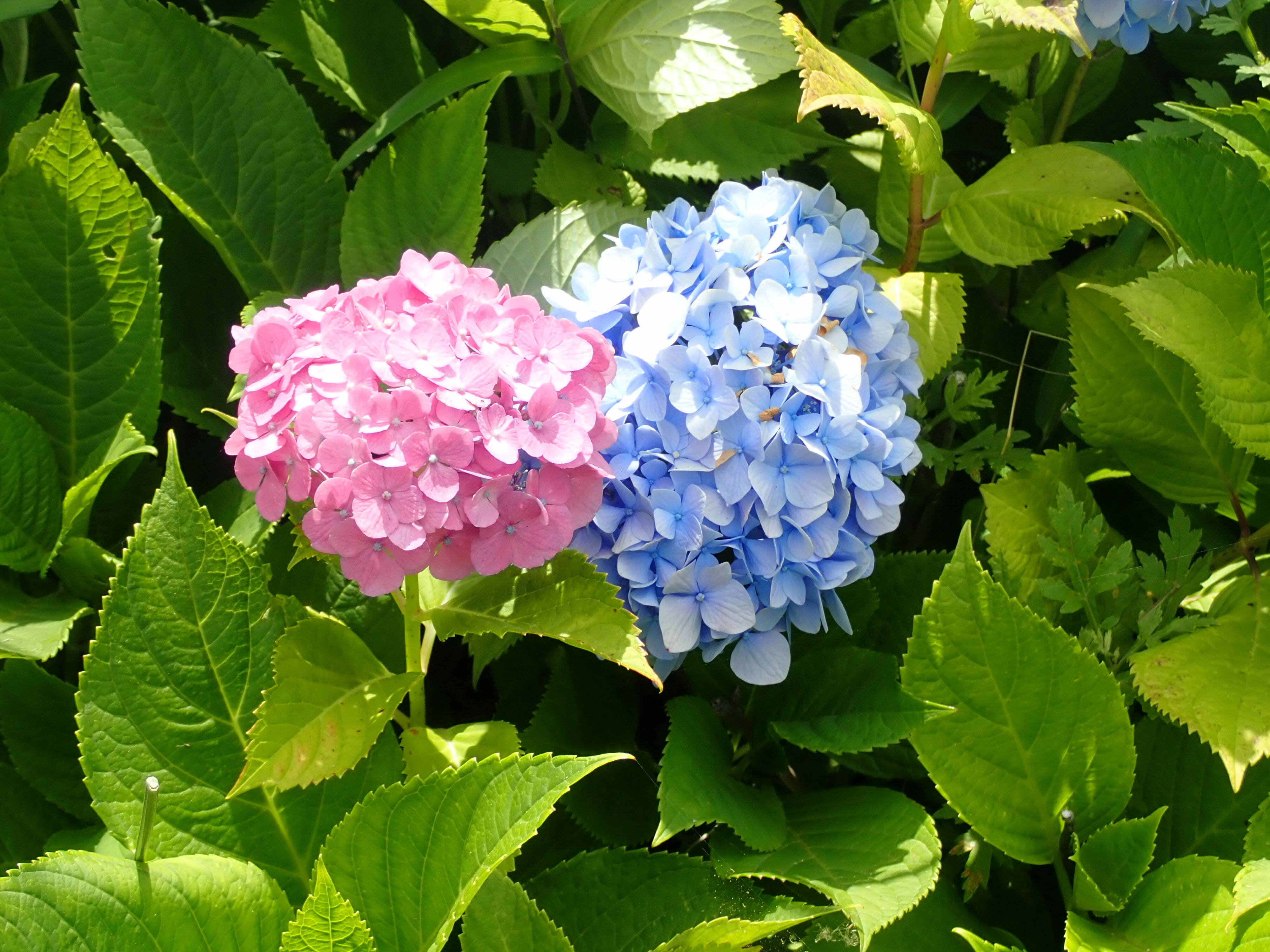 　写真２－２　アジサイ（動物園　清戸橋）.jpg