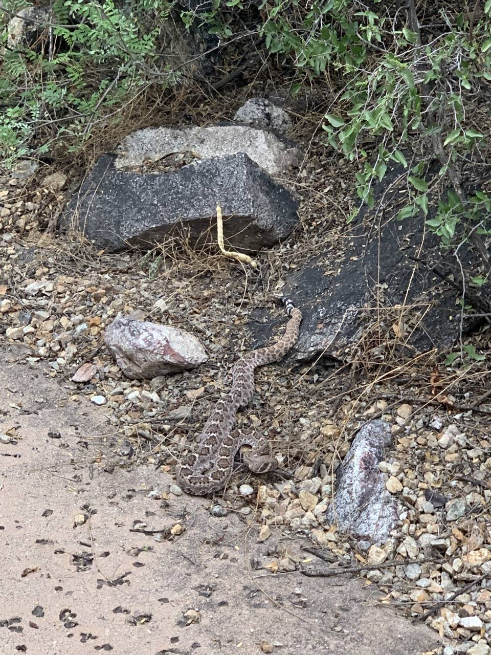 ⑤ガラガラヘビ.jpg