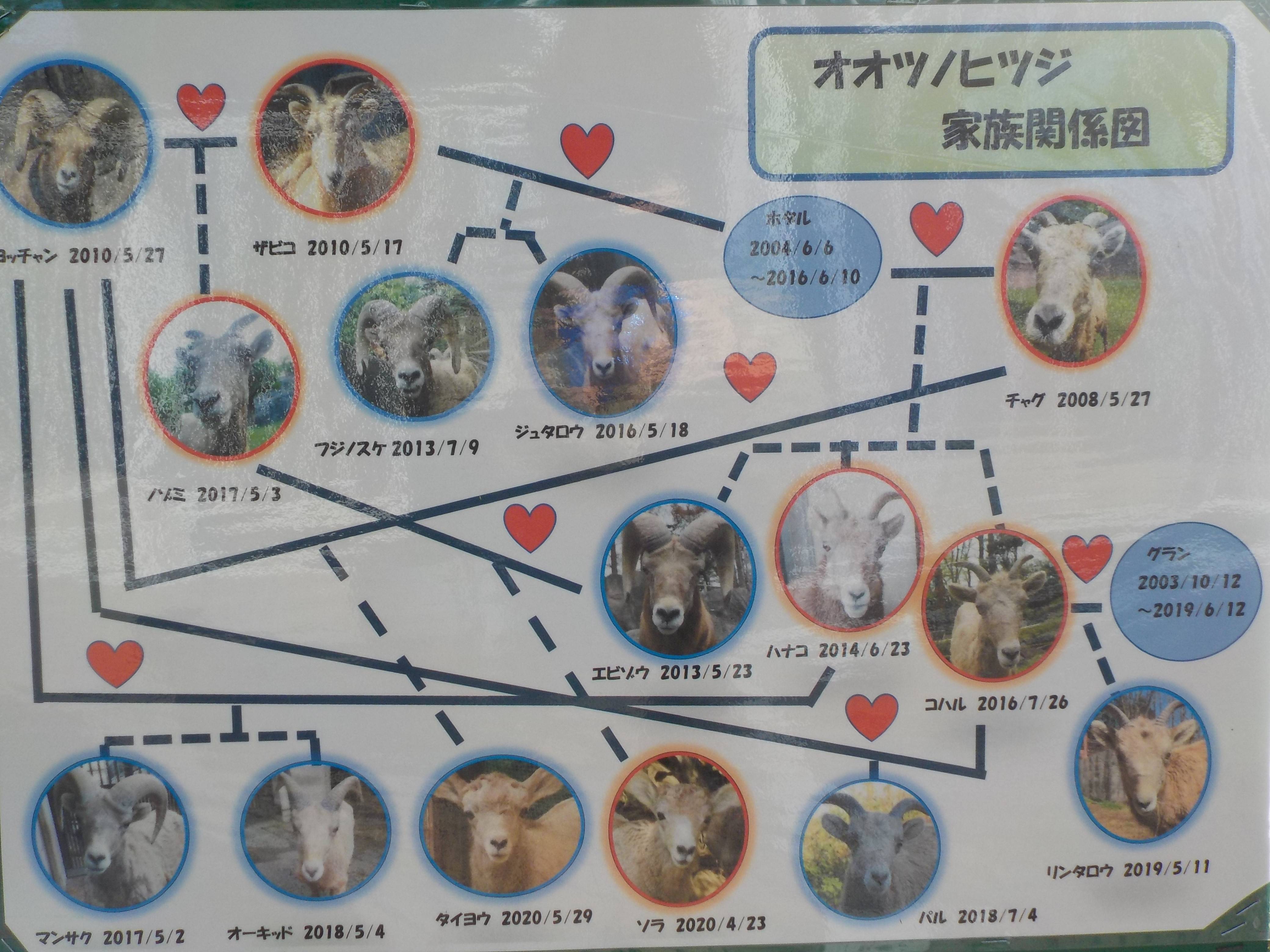 2020オオツノヒツジ家族関係図.jpg