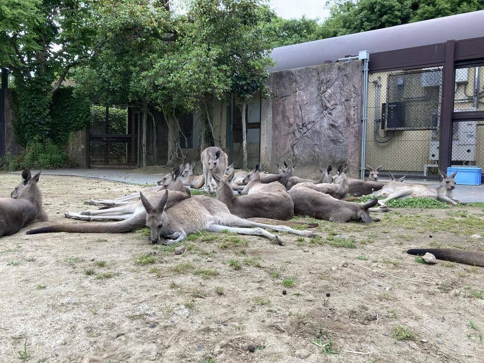 ウォークスルー のメスたち.jpg