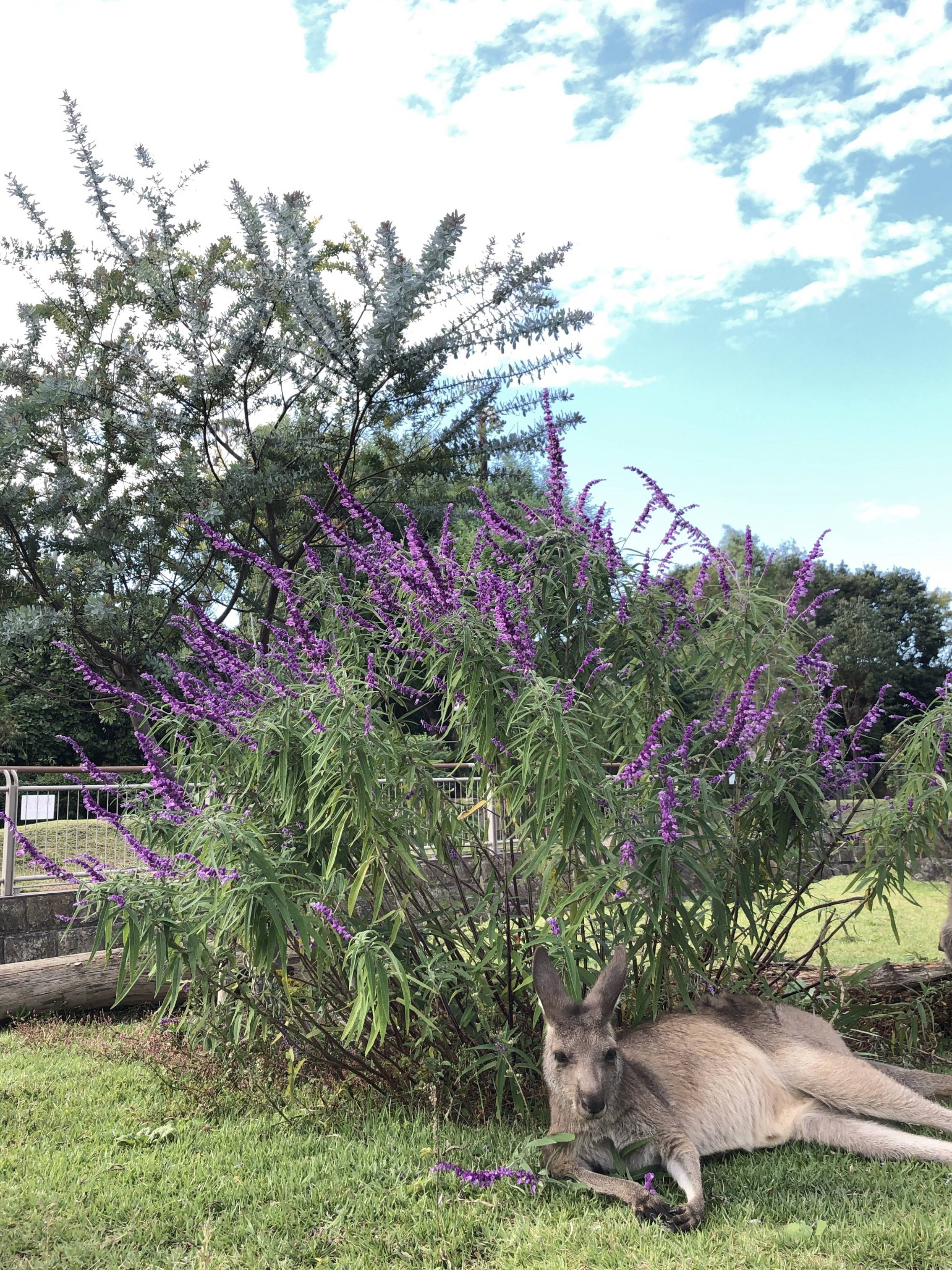 カンガルーと植栽.jpg