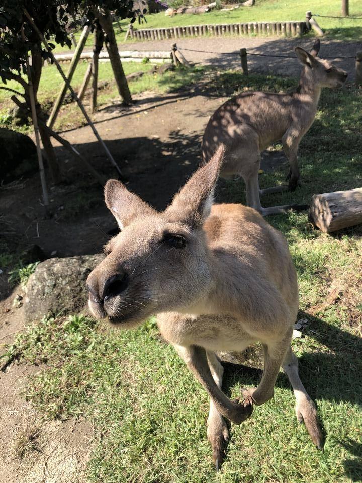 ごきげんカンガルー .jpg