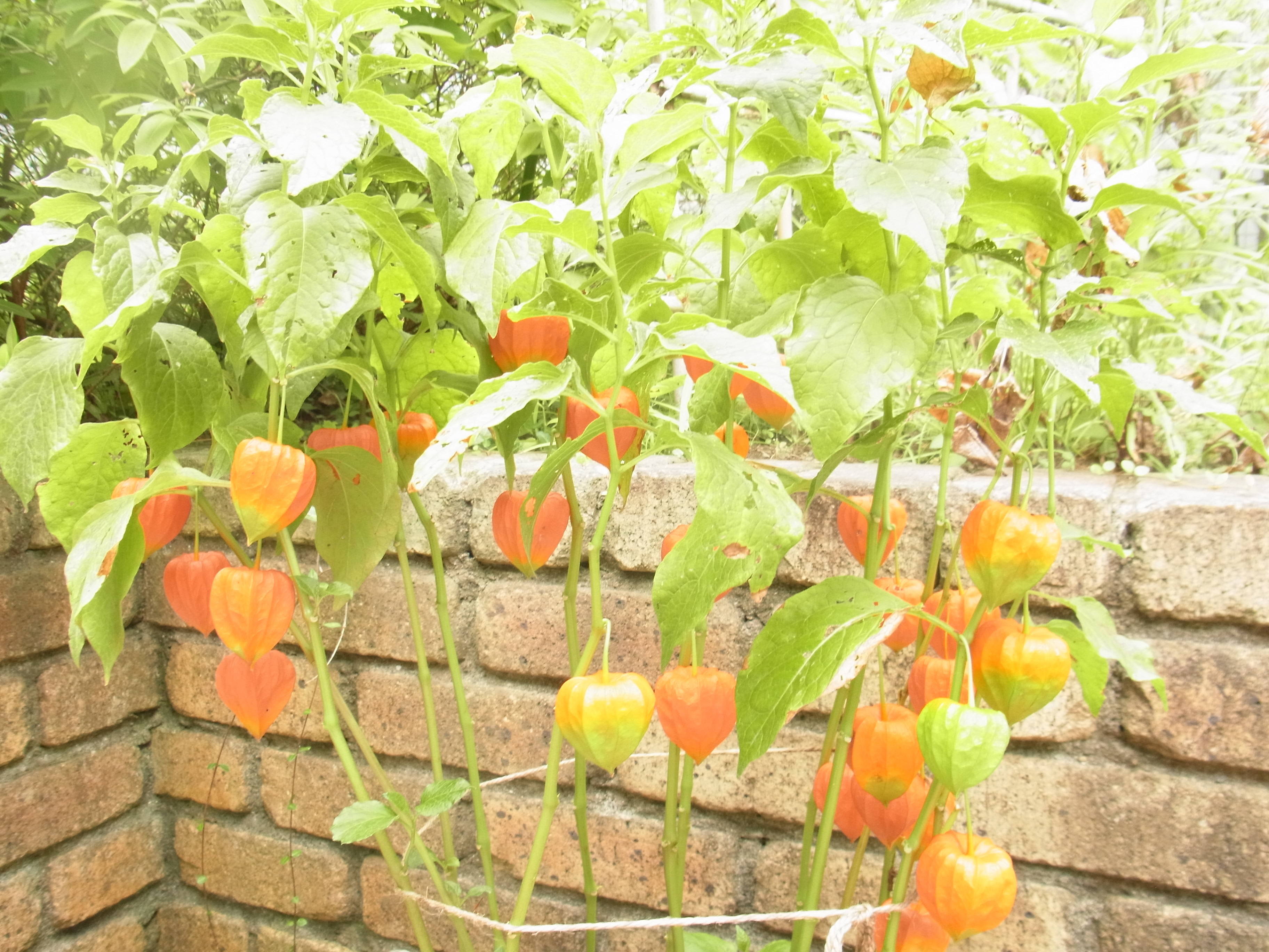 ha20170901 3ホオズキ.jpg