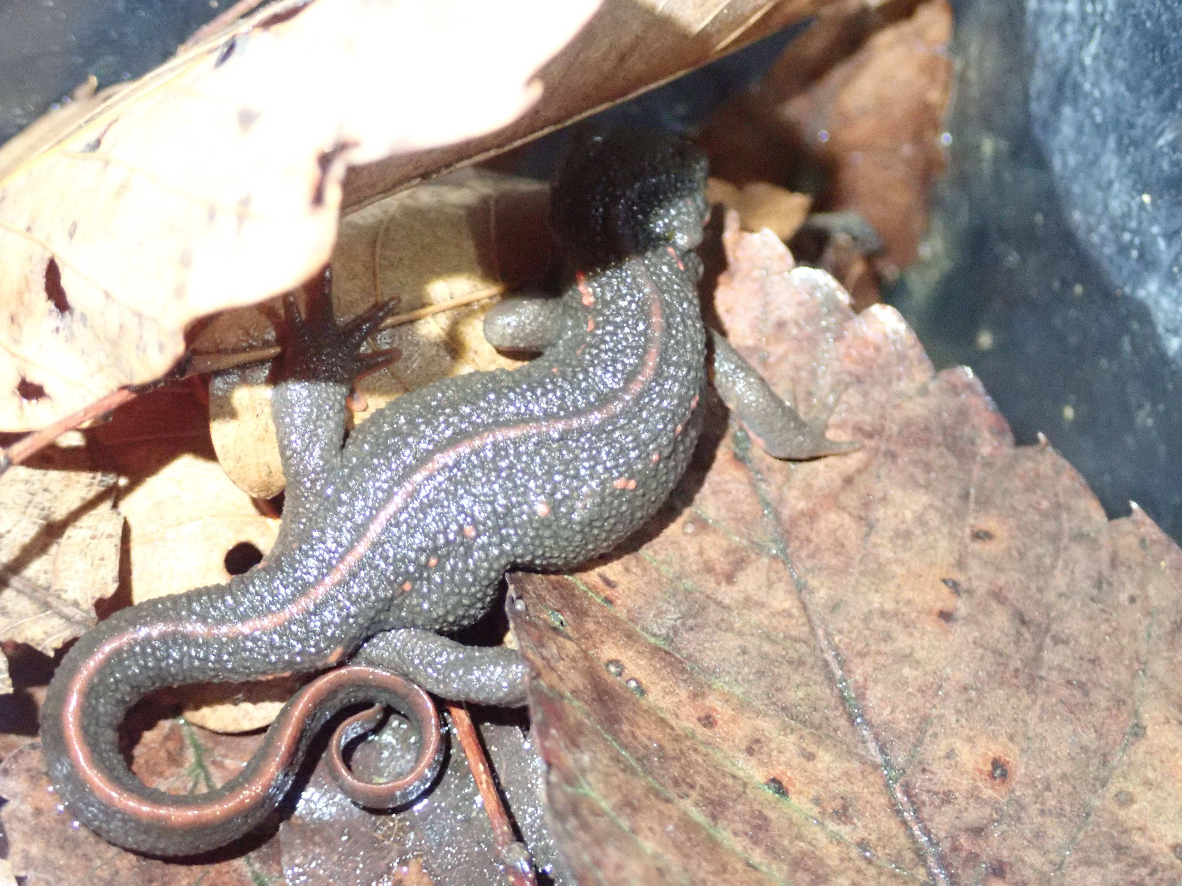 両生類3種が入園しています アカハライモリ その 身近な自然といろんないきもの 金沢動物園公式サイト 公益財団法人 横浜市緑の協会