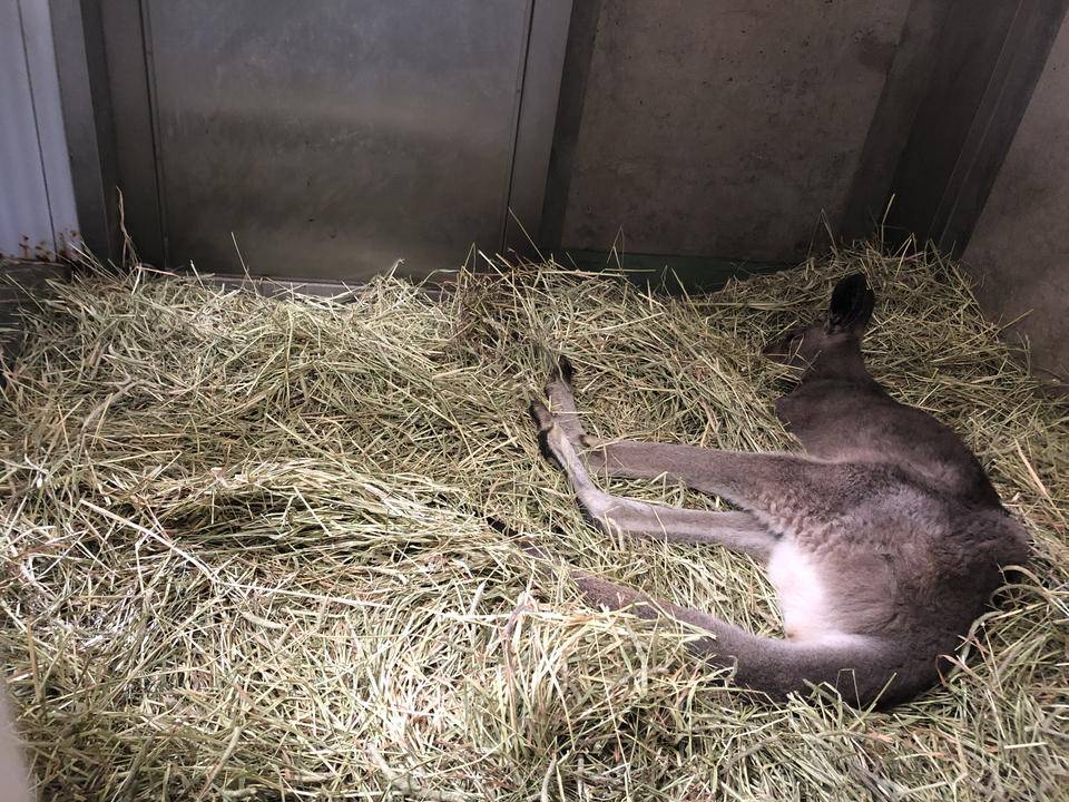 よく食べよく寝るジャイコ .jpg