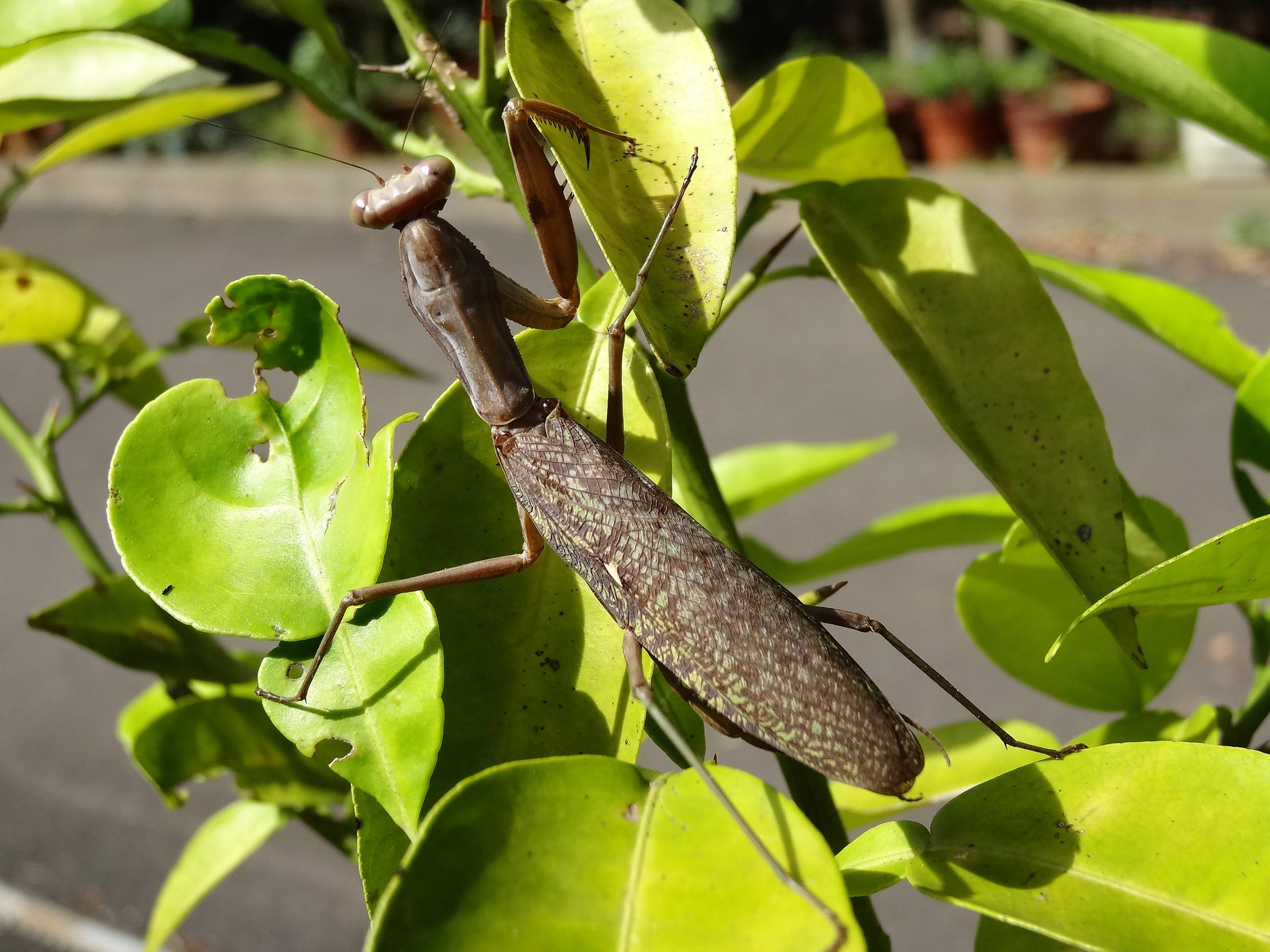 カマキリいろいろ（修正版）|身近な自然といろんないきもの