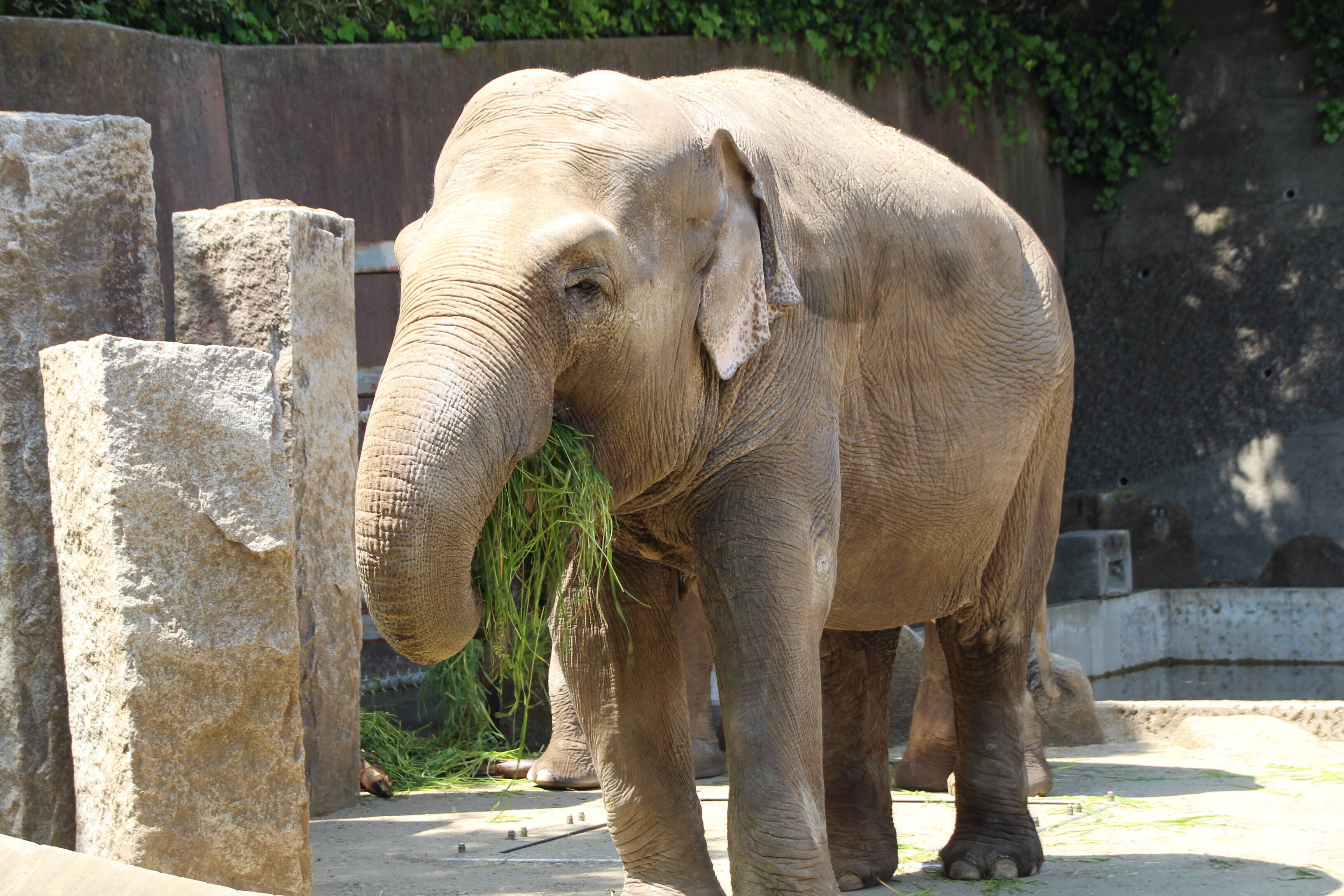 ゾウの家庭菜園 こぼれ話 金沢動物園公式サイト 公益財団法人 横浜市緑の協会