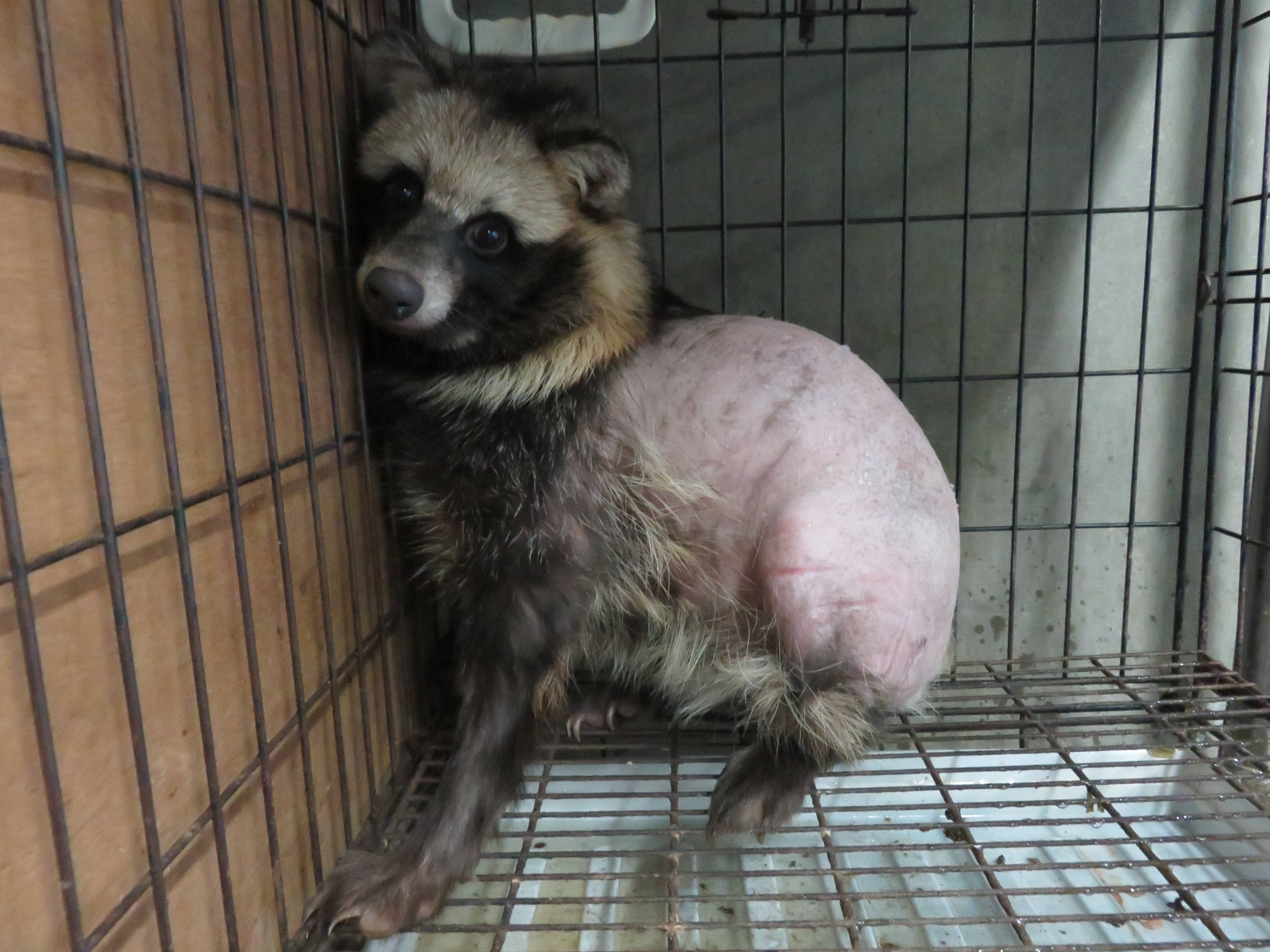 写真③ 疥癬タヌキ(治療後).jpg