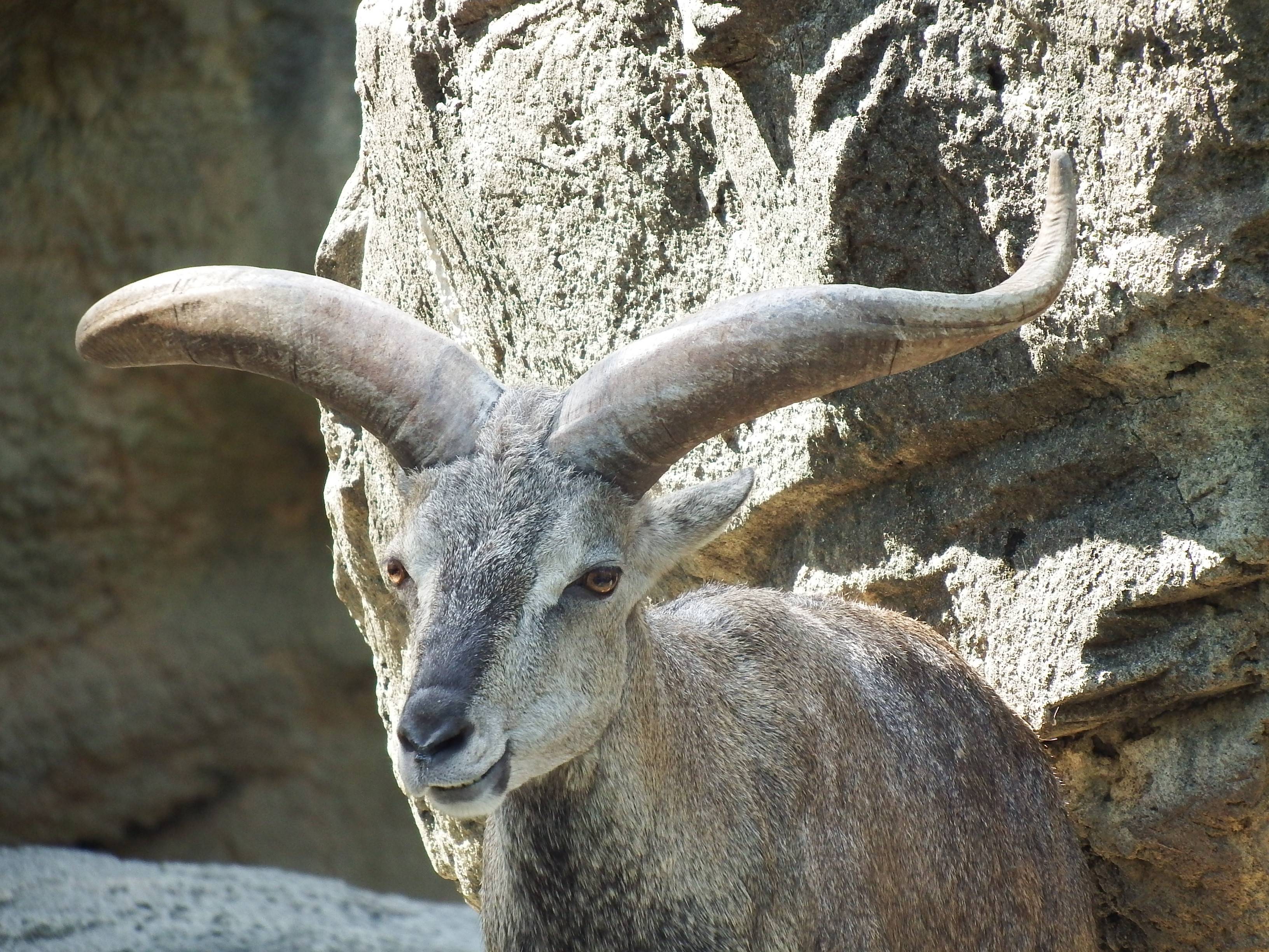 立派な角は大人の印|こぼれ話|ブログ|金沢動物園公式サイト 立派な角は大人の印|こぼれ話|ブログ|金沢動物園公式サイト