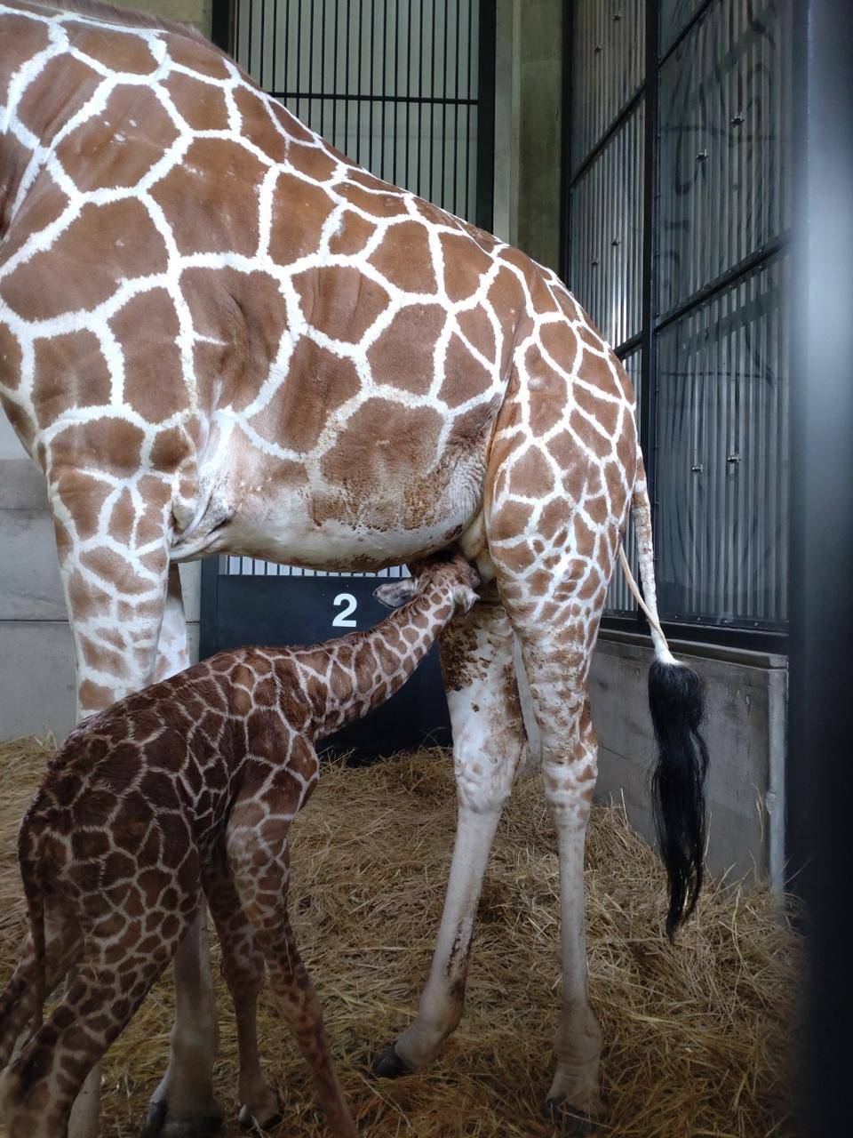 キリンの出産の様子4.jpg