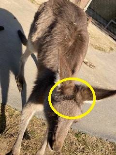 一緒にカンガルーの名前を覚えよう!!3.jpg