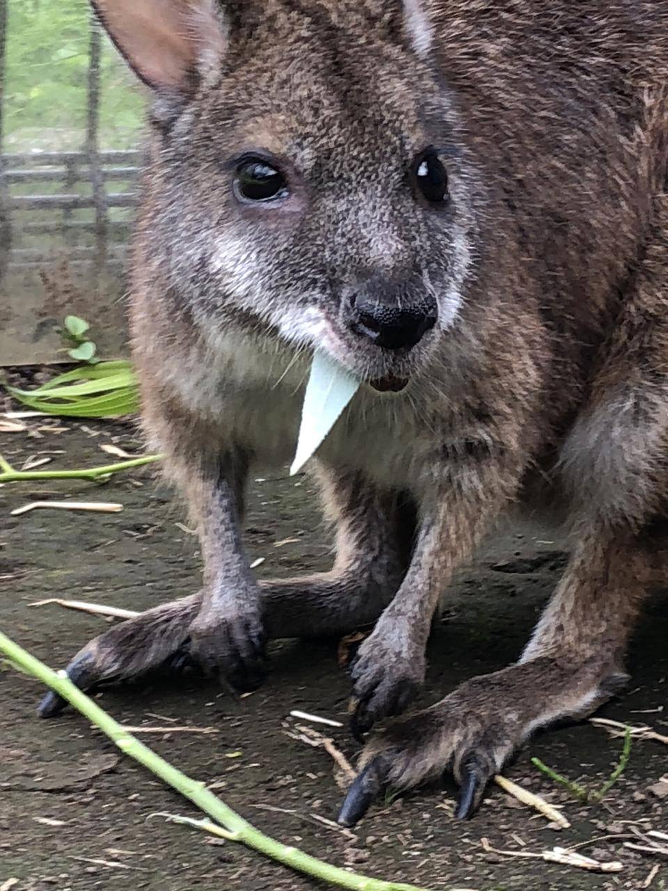 グラ ヤナギを食べる2.jpg
