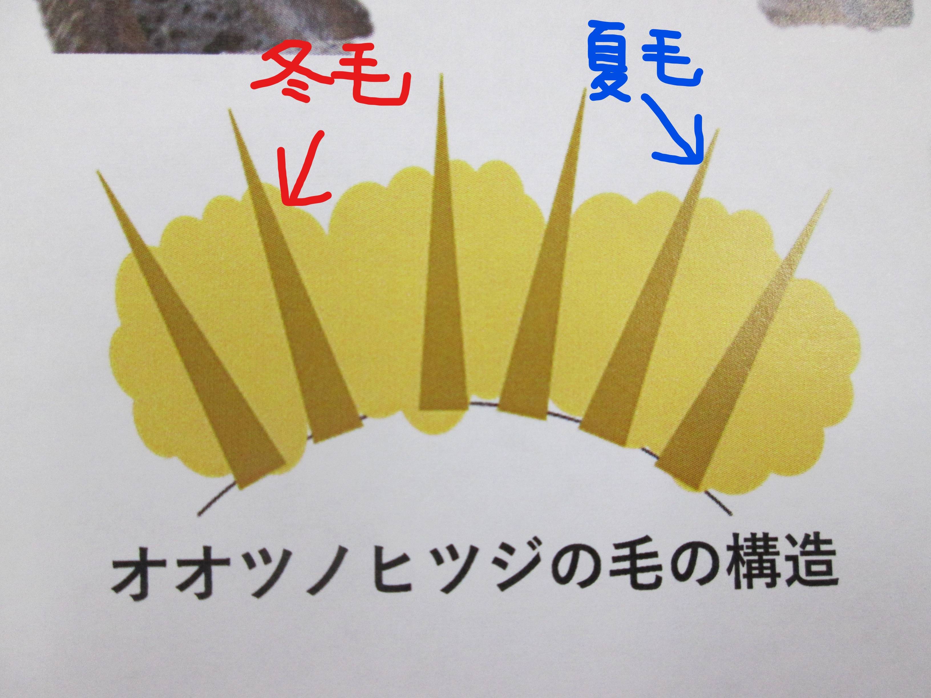オオツノの毛の構造.jpg