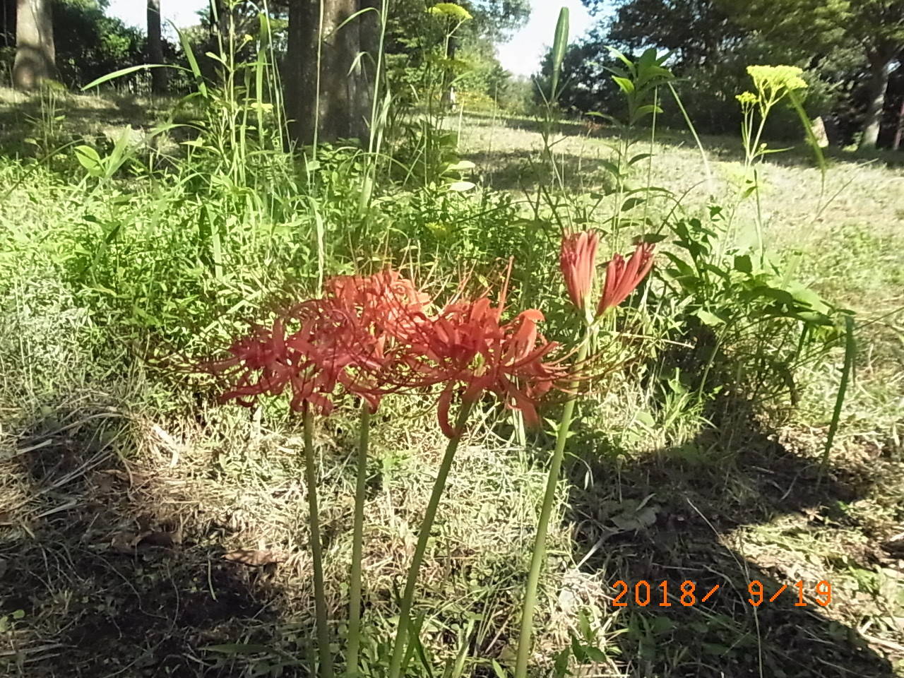 ha20180920①18.9.19.ヒガンバナ.jpg