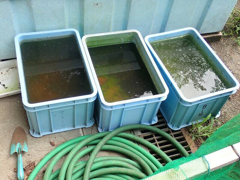 ブログちっちゃな0813⑤.jpg