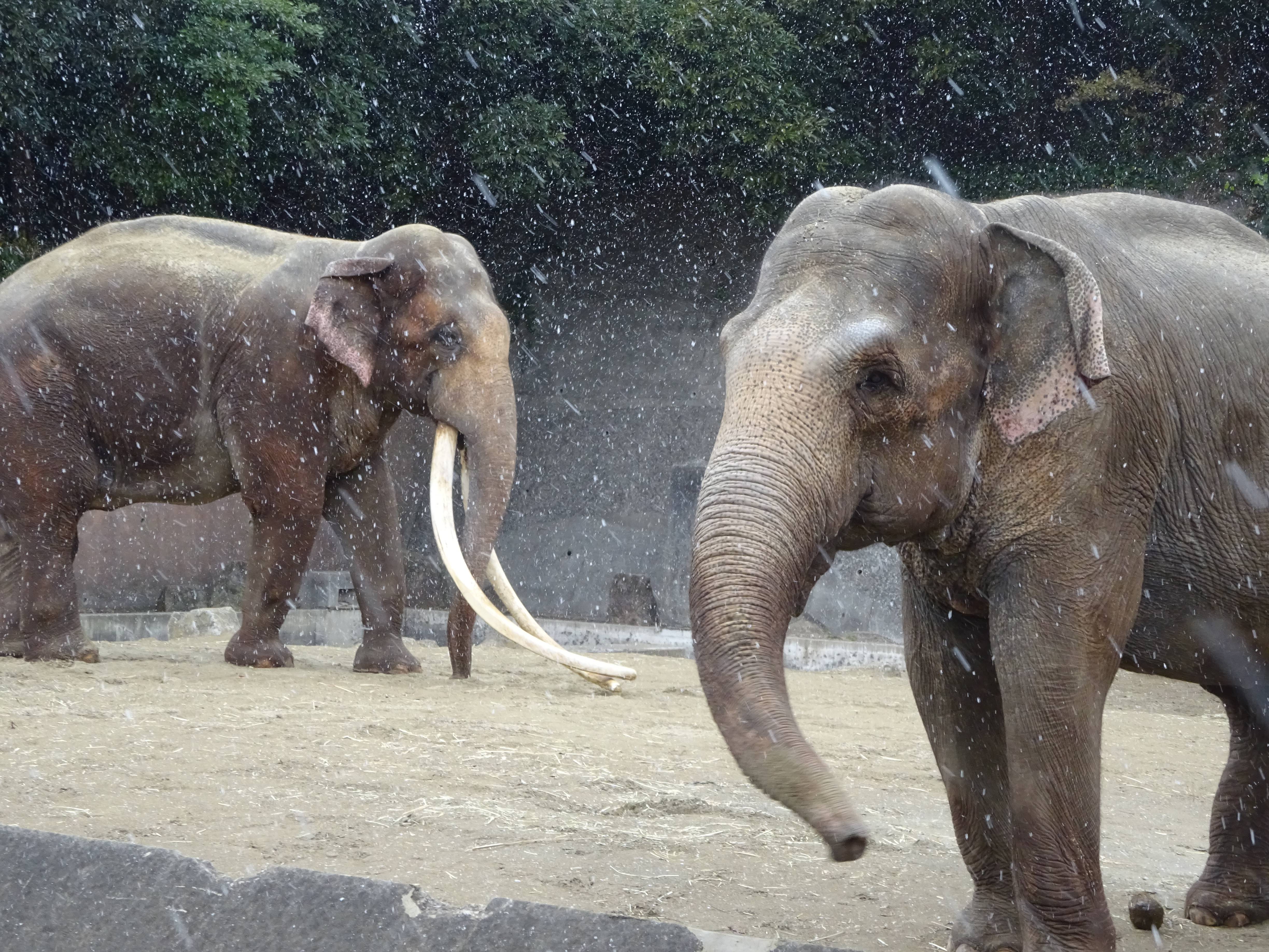 雪が降った日のゾウ.jpg