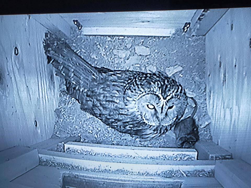 巣箱内のフクロウとエサの動物.jpg
