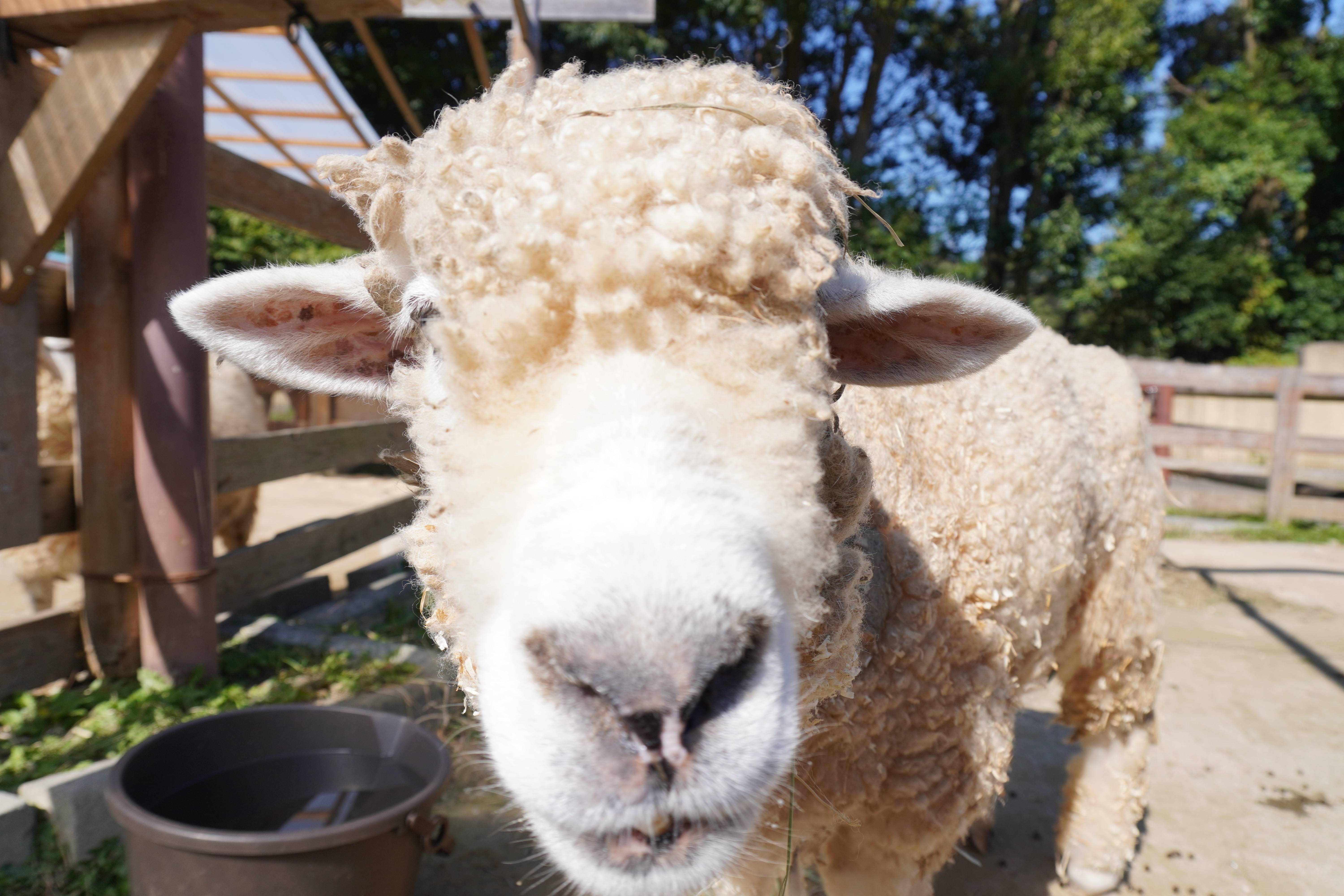 がらがらどん オオきなツノのヒツジの日記 金沢動物園公式サイト 公益財団法人 横浜市緑の協会