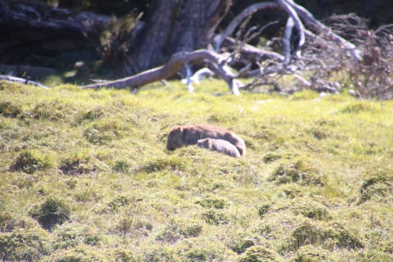 写真② 子連れのウォンバット1.jpg