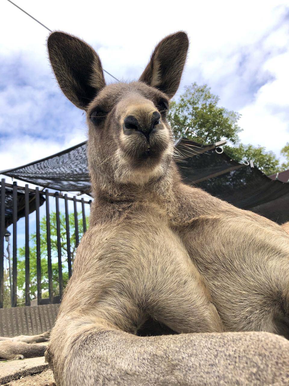 金沢最強のオス のオオカンガルー モモジ Oh カンガルー 金沢動物園公式サイト 公益財団法人 横浜市緑の協会