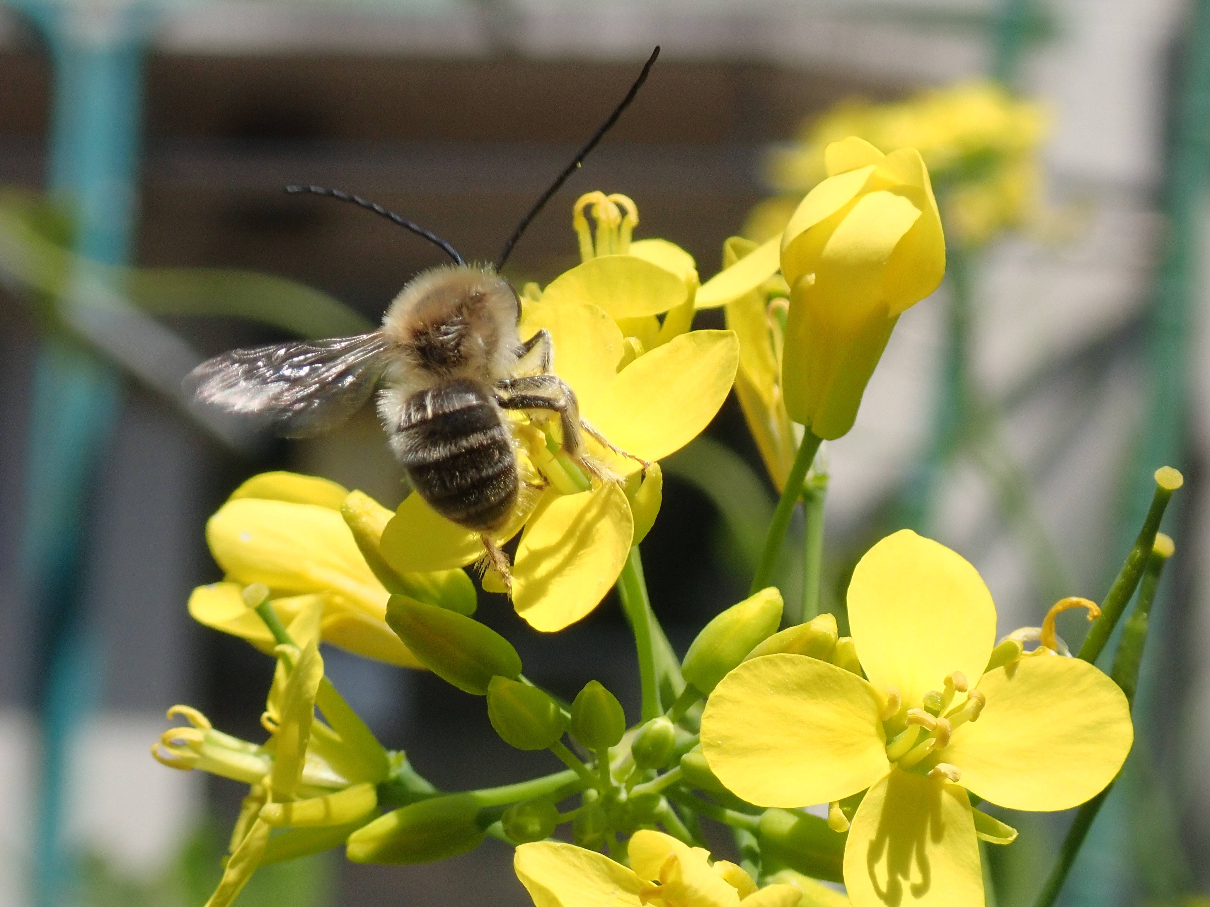 210425 こぼれ④ ヒゲナガハナバチ.jpg