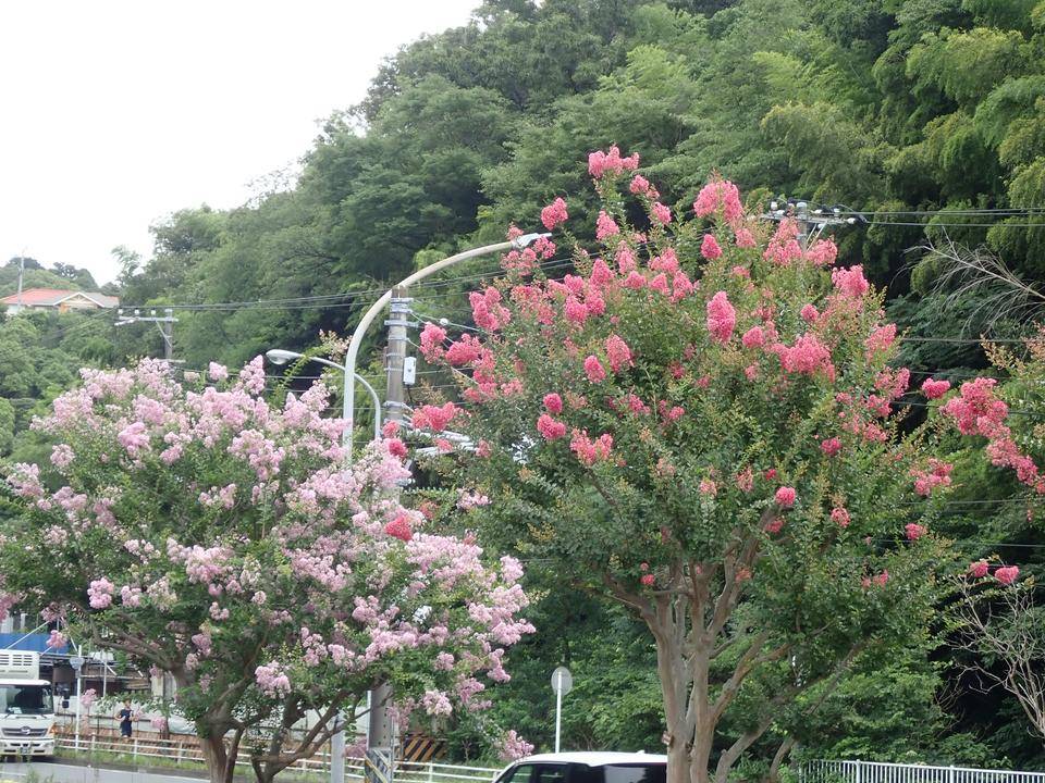 夏の花サルスベリ 花情報 金沢動物園公式サイト 公益財団法人 横浜市緑の協会