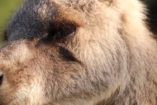 一緒にカンガルーの名前を覚えよう キクラゲ編⑦.jpeg