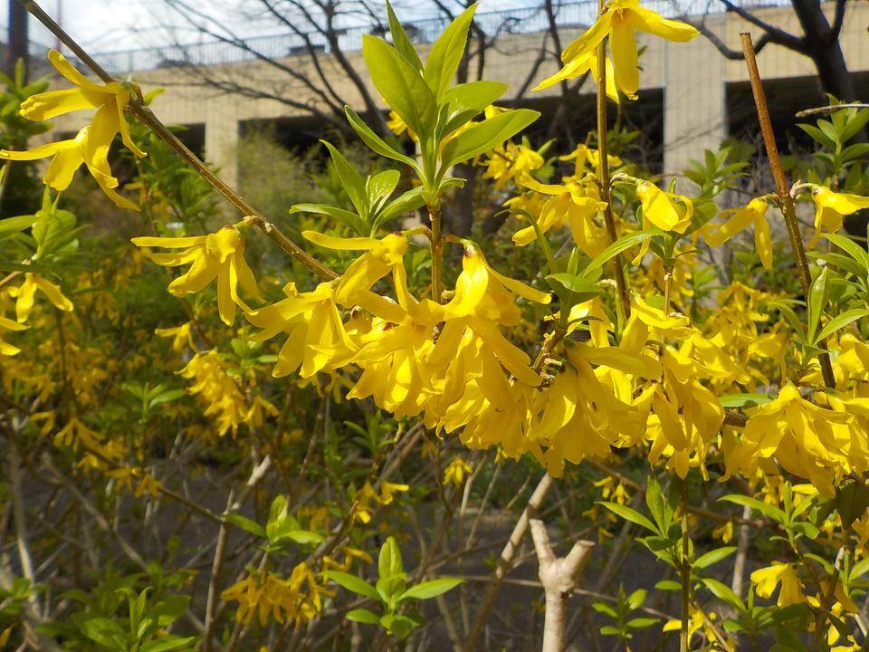 黄色い花レンギョウ 花情報 金沢動物園公式サイト 公益財団法人 横浜市緑の協会