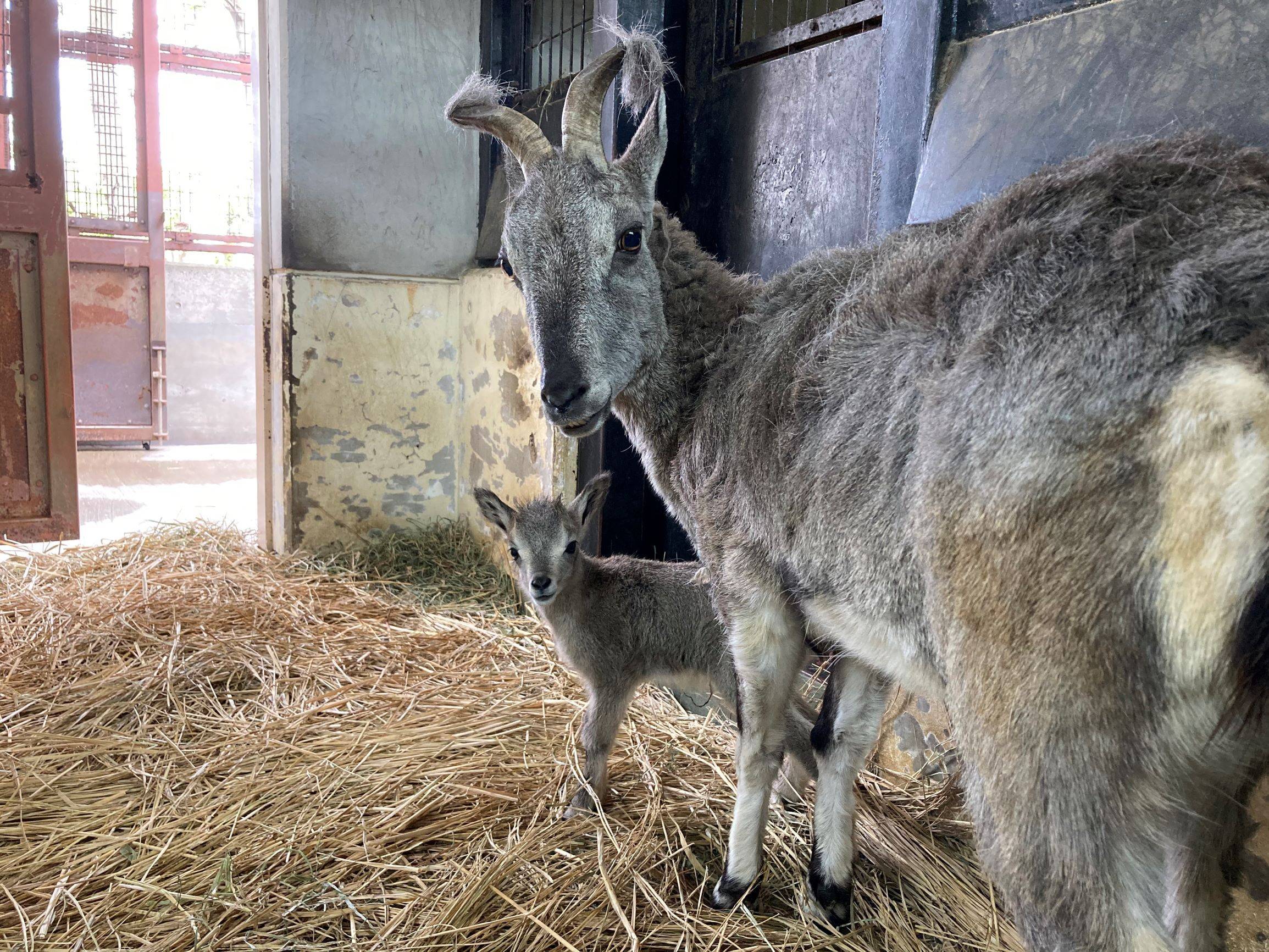 IMG_1100 バーラル②.jpg