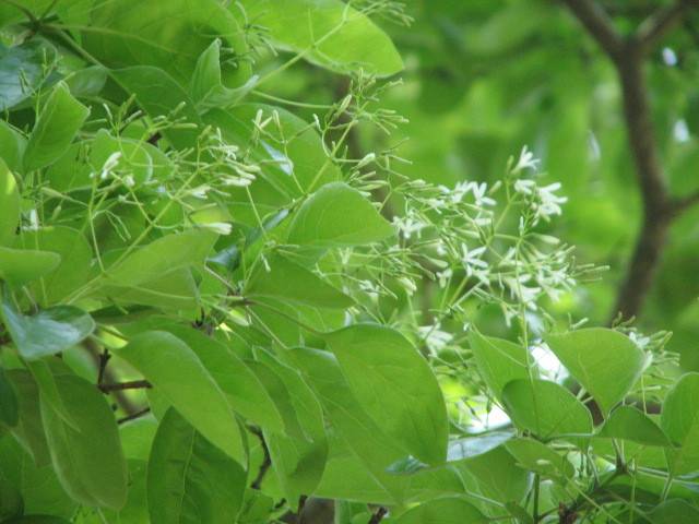 写真2-2 ヒトツバタゴ.jpg