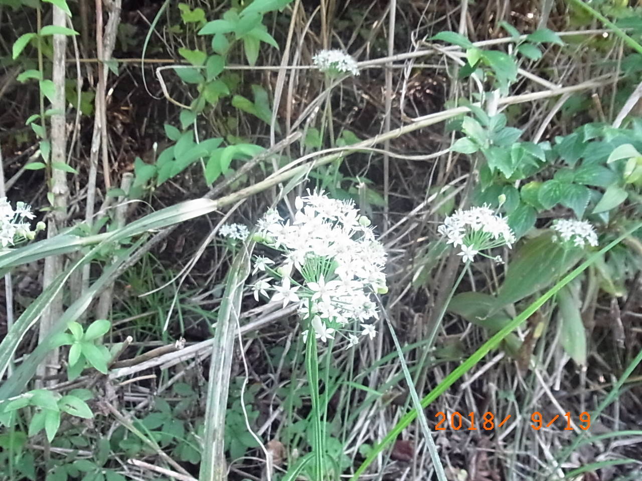 ha20180920④18.9.19.ニラ.jpg