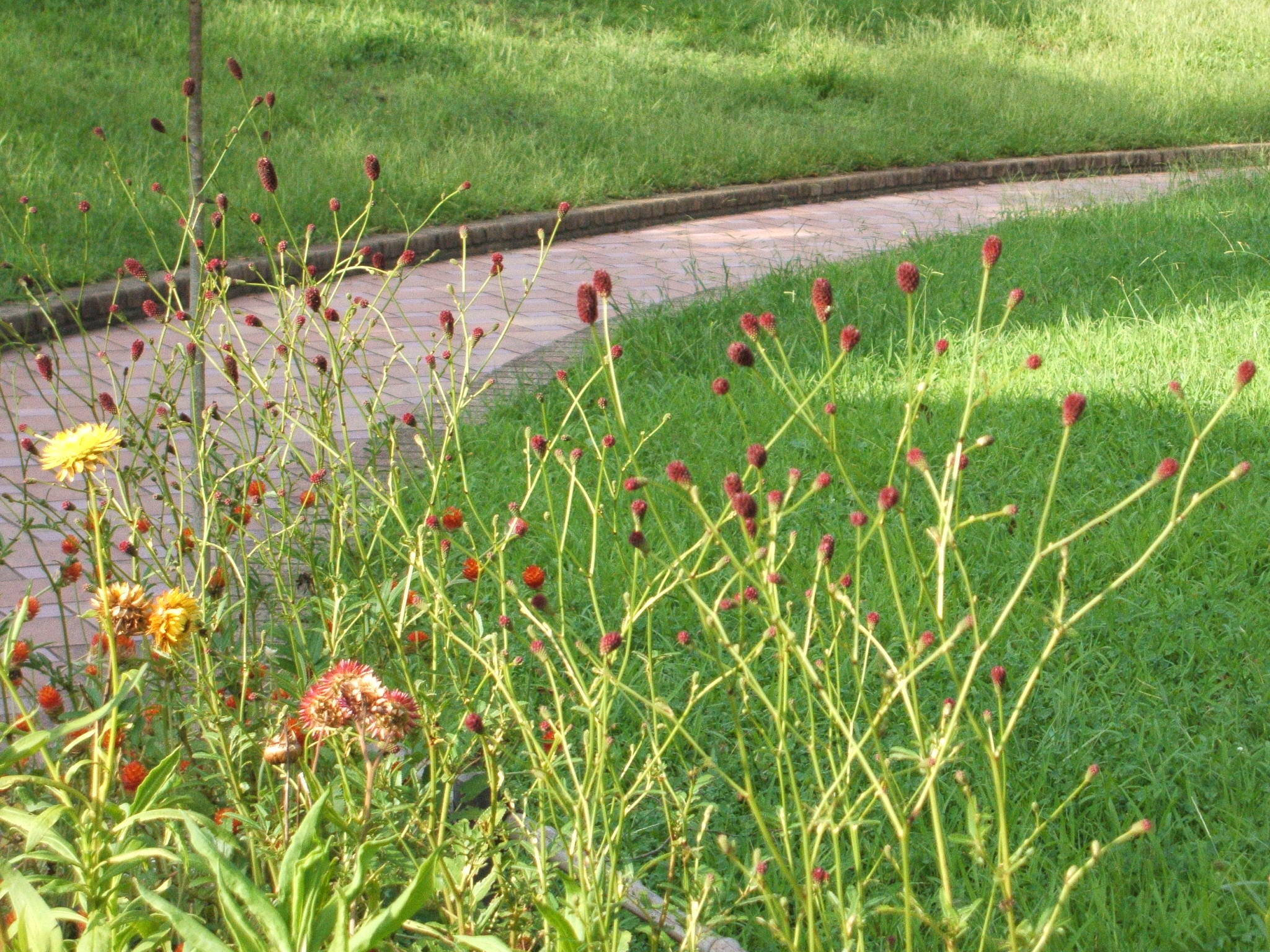 ha20170901 7ワレモコウ.jpg