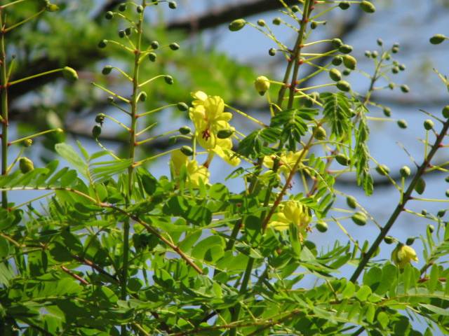 写真1-3 ジャケツイバラ .jpg