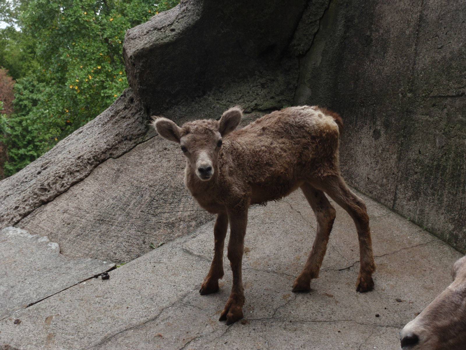 ボクは何歳でしょう オオきなツノのヒツジの日記 金沢動物園公式サイト 公益財団法人 横浜市緑の協会