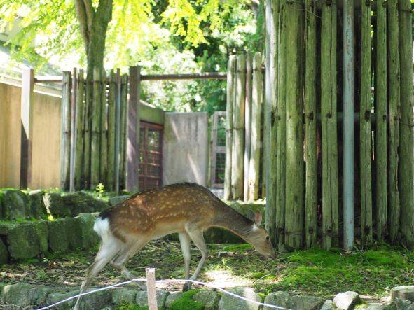 モチモチぽんた　日本鹿の夏毛 nihonjika4.jpg