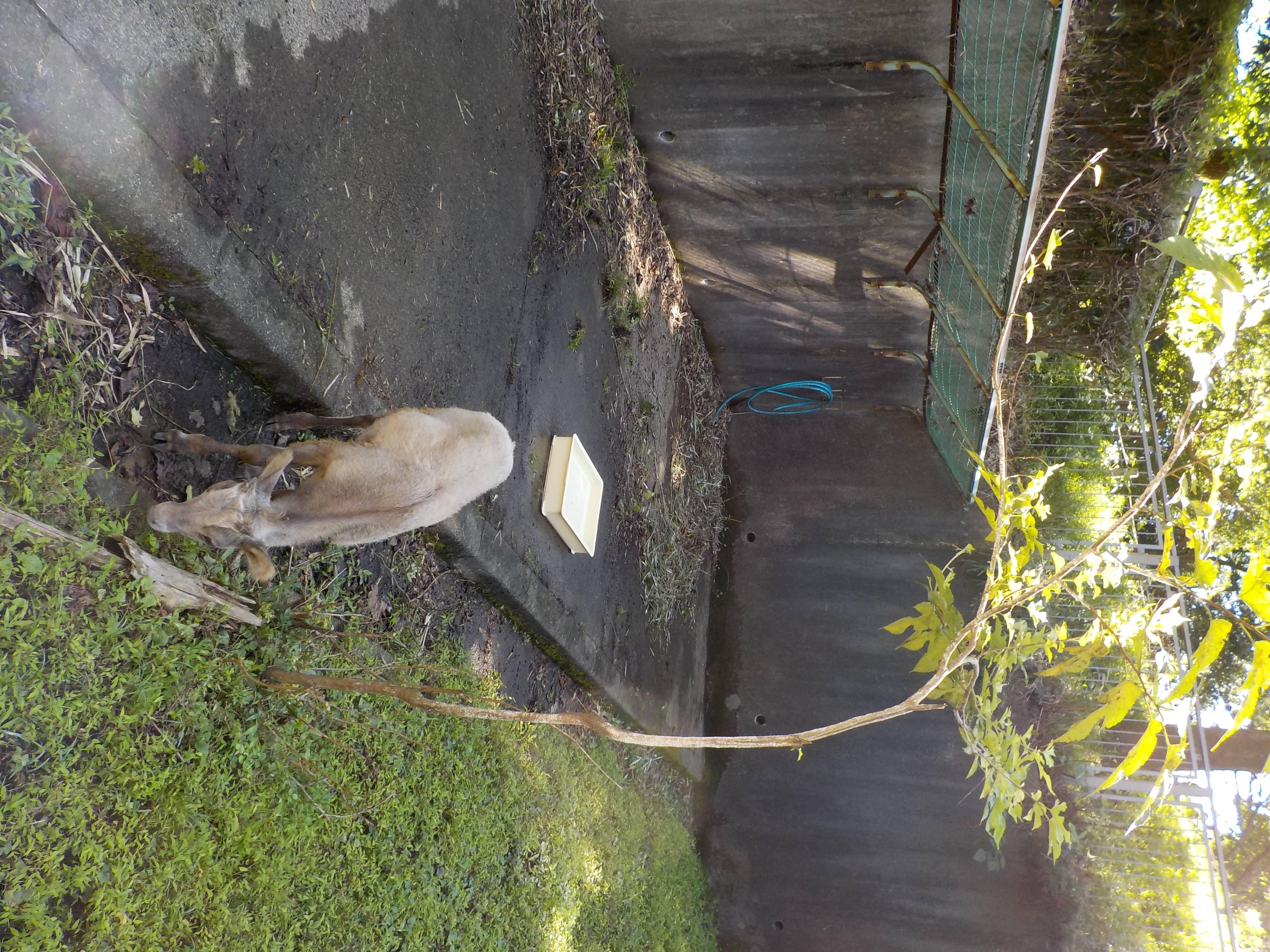 タイヨウ  (1).jpg