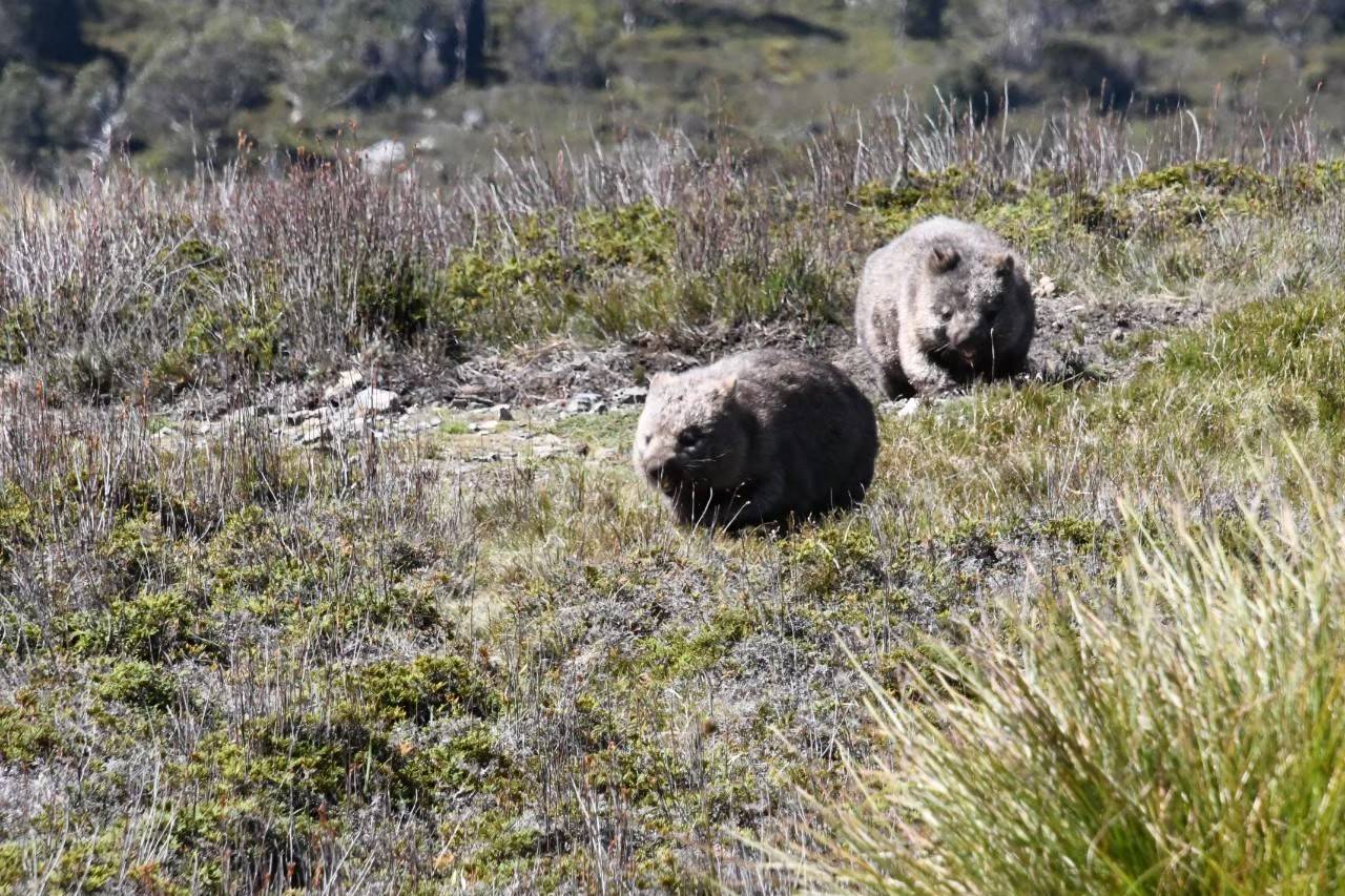 写真⑪ さらに別のウォンバット.jpg