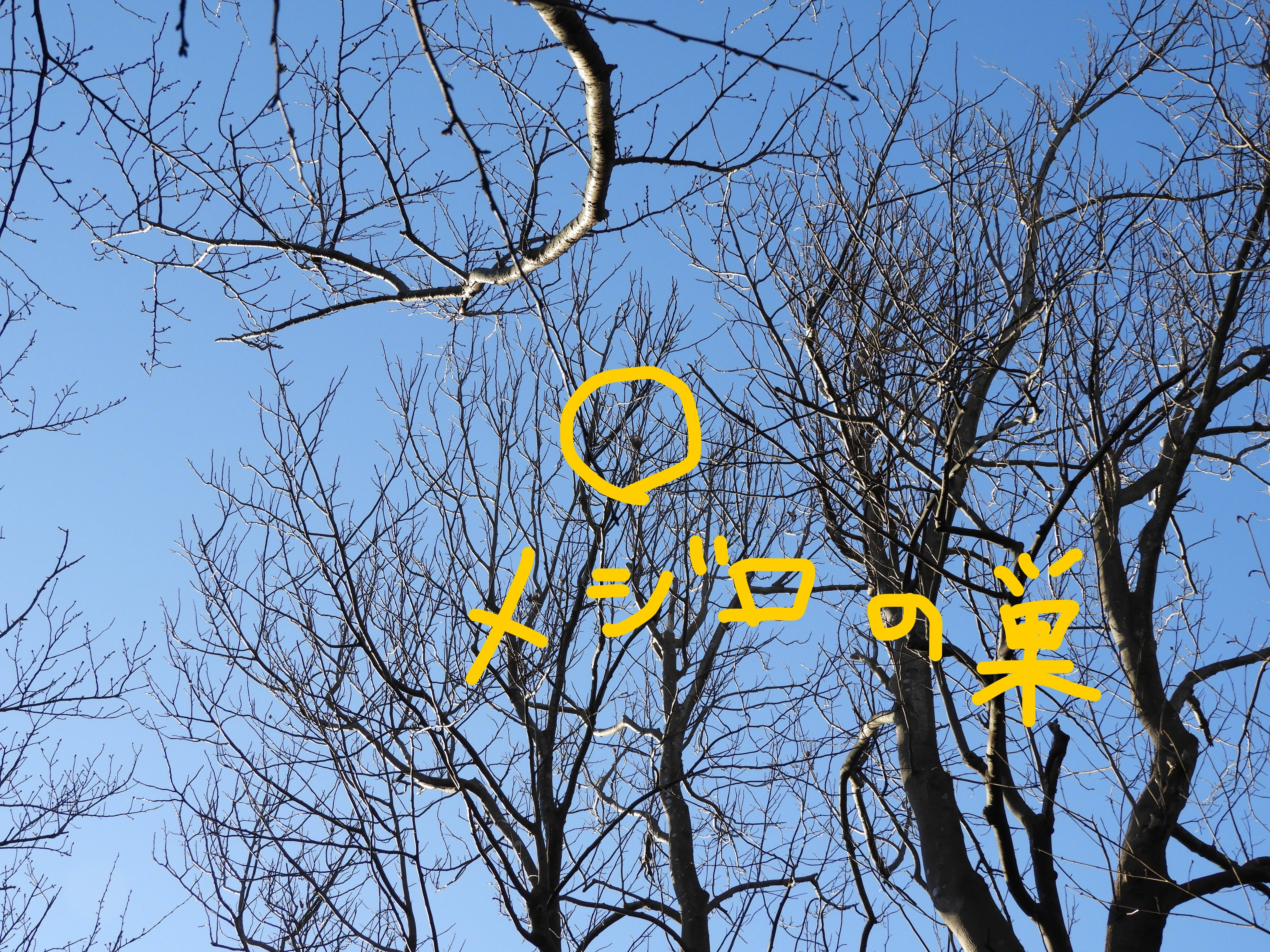 メジロの巣 .jpg