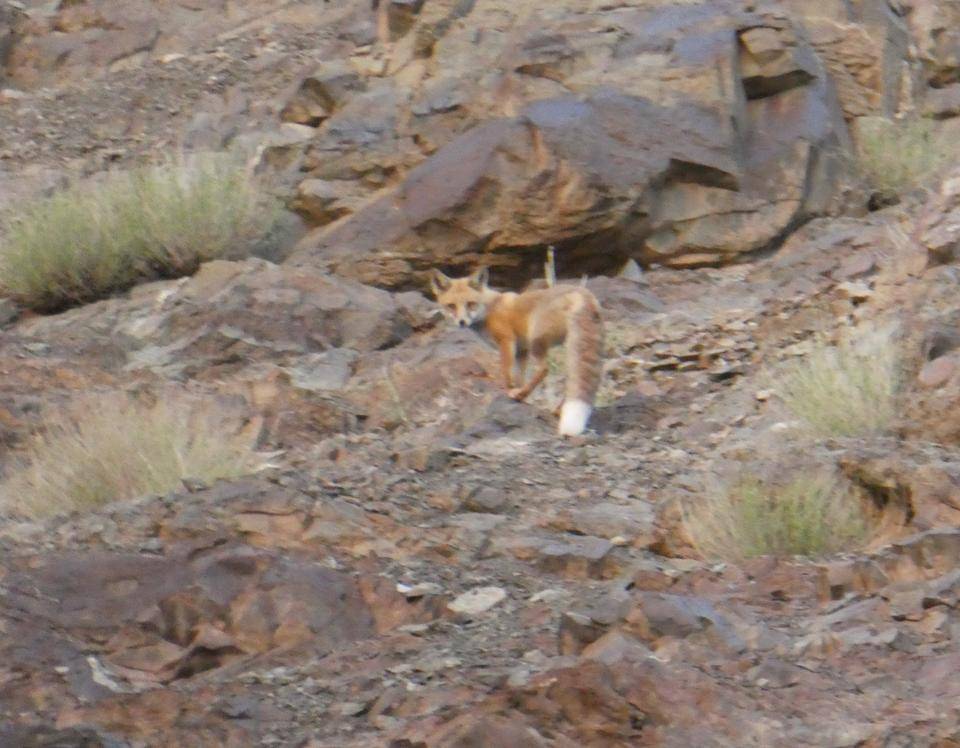 5アカギツネ.jpg