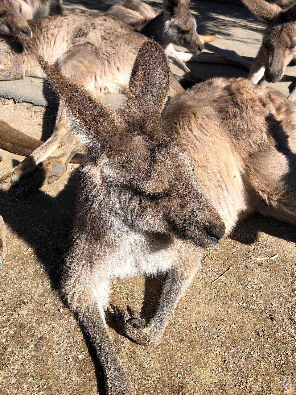 金沢ZOO産のシオ・コショウ|OH！カンガルー｜ブログ|金沢動物園