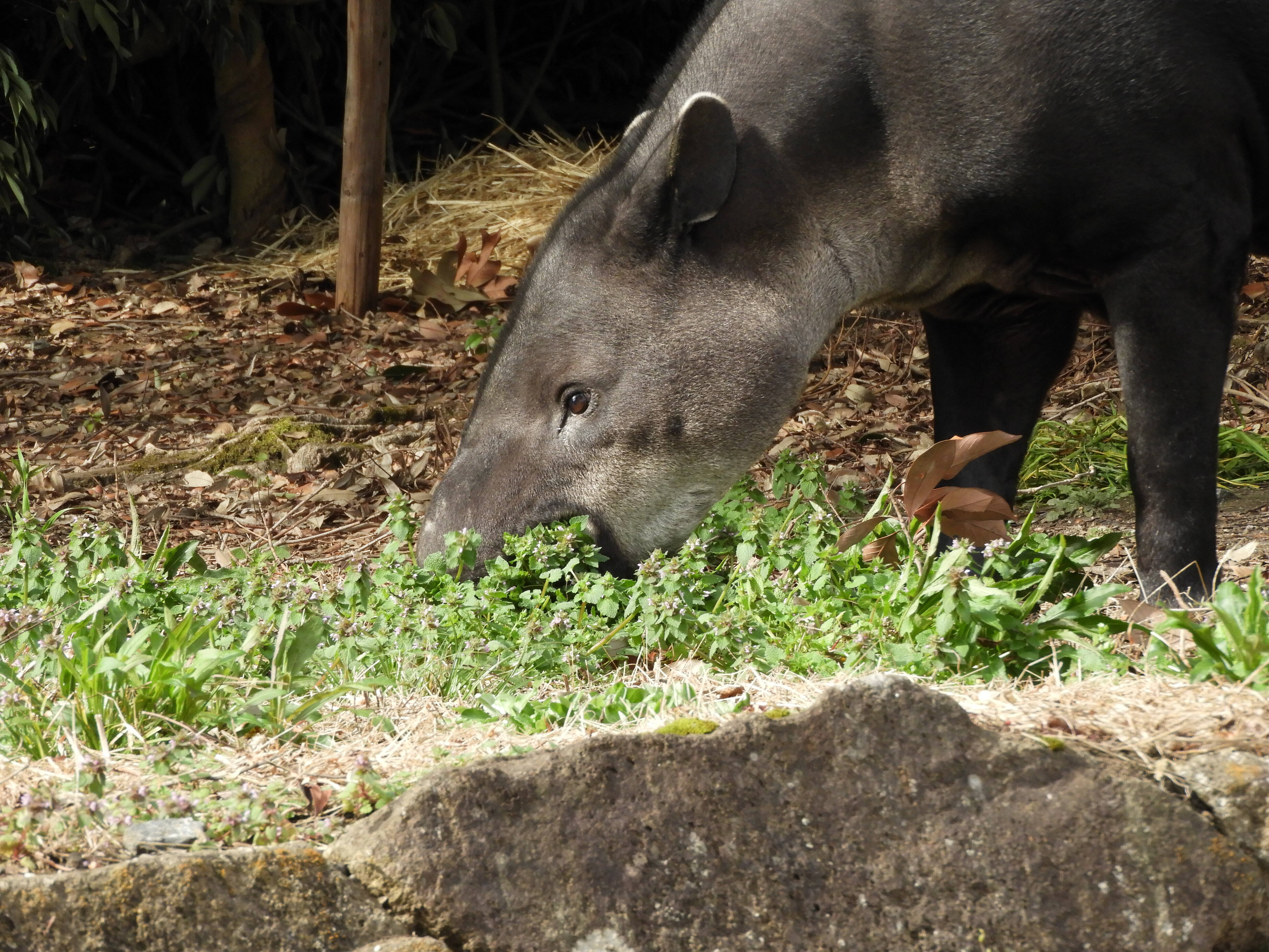 草を食べてます (2).jpg