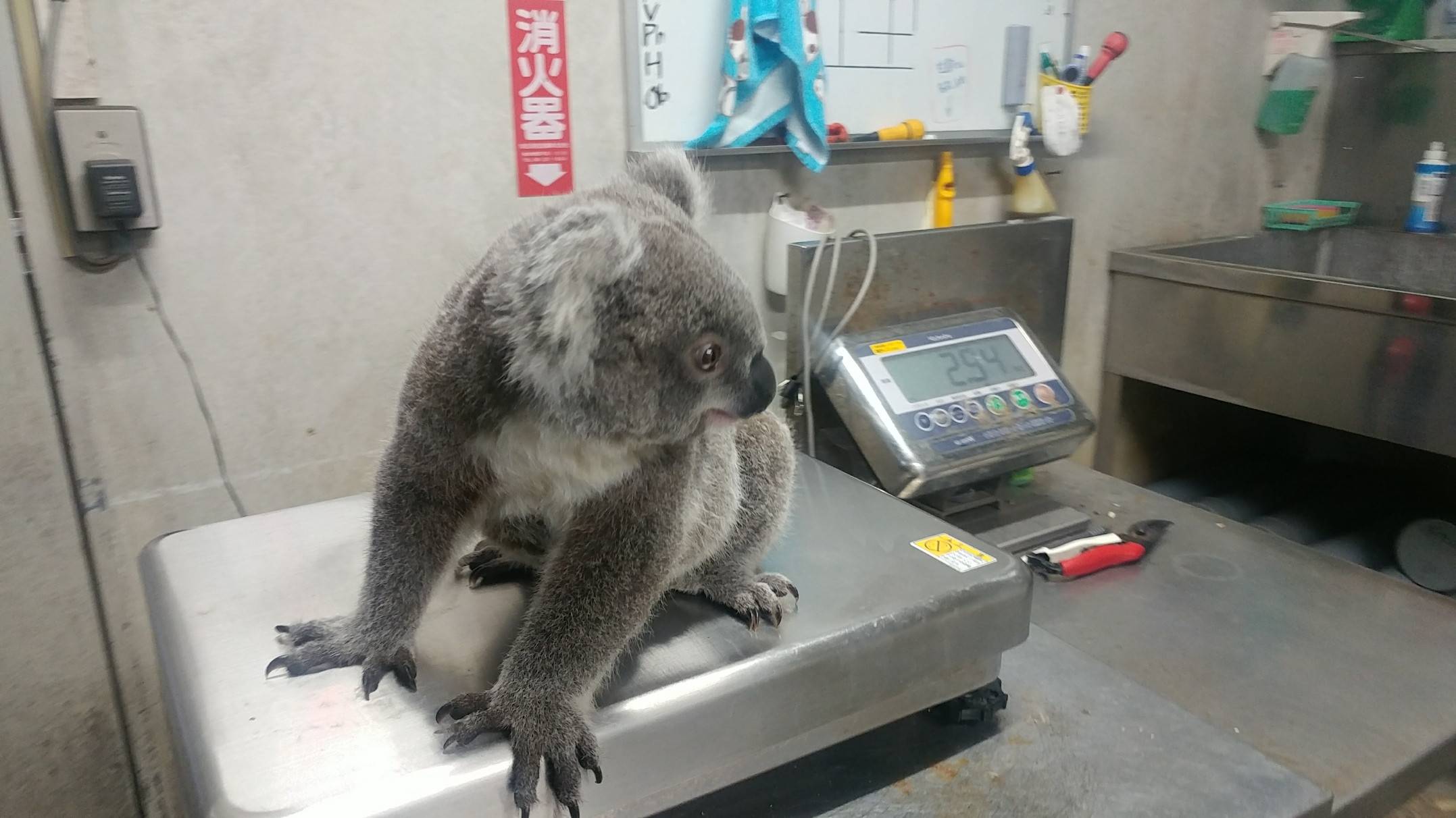 たんぽぽが1歳になりました こぼれ話 金沢動物園公式サイト 公益財団法人 横浜市緑の協会 たんぽぽが1歳になりました こぼれ話 金沢動物園公式サイト 公益財団法人 横浜市緑の協会