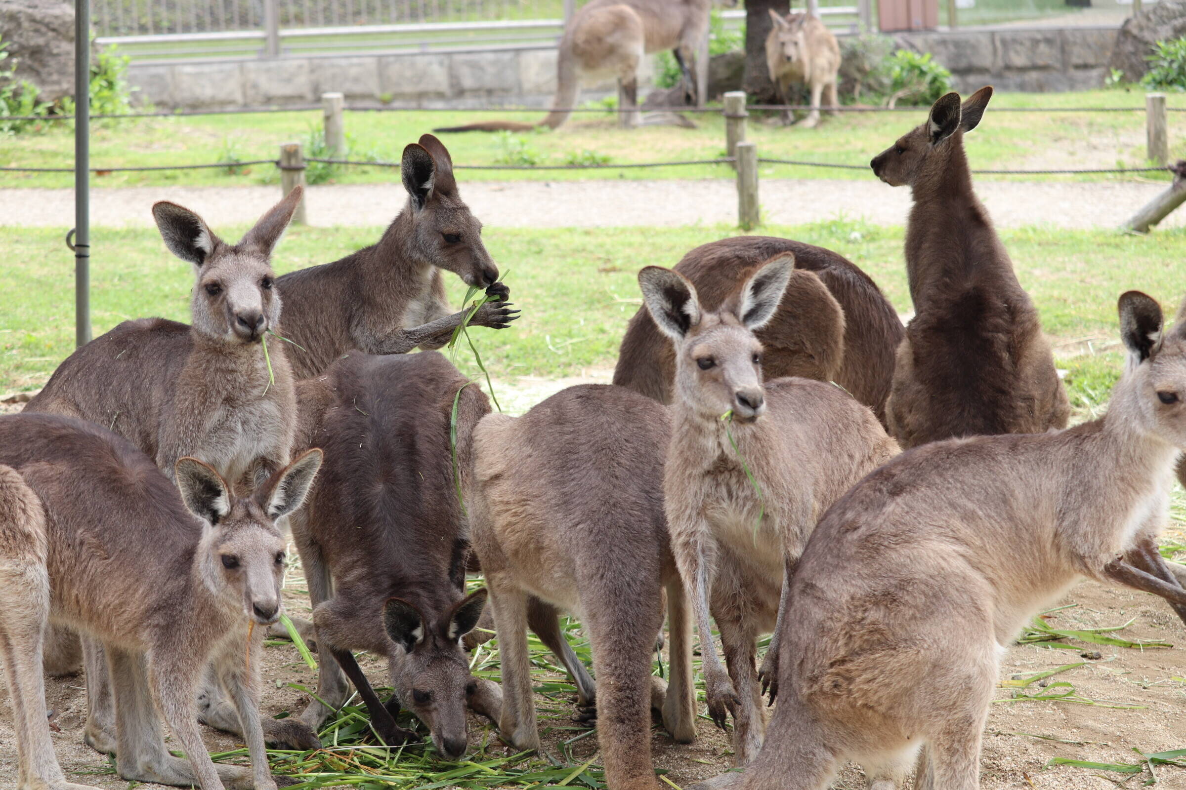 朗報 ウォークスルー 再開します Oh カンガルー 金沢動物園公式サイト 公益財団法人 横浜市緑の協会 朗報 ウォークスルー 再開します Oh カンガルー 金沢動物園公式サイト 公益財団法人 横浜市緑の協会