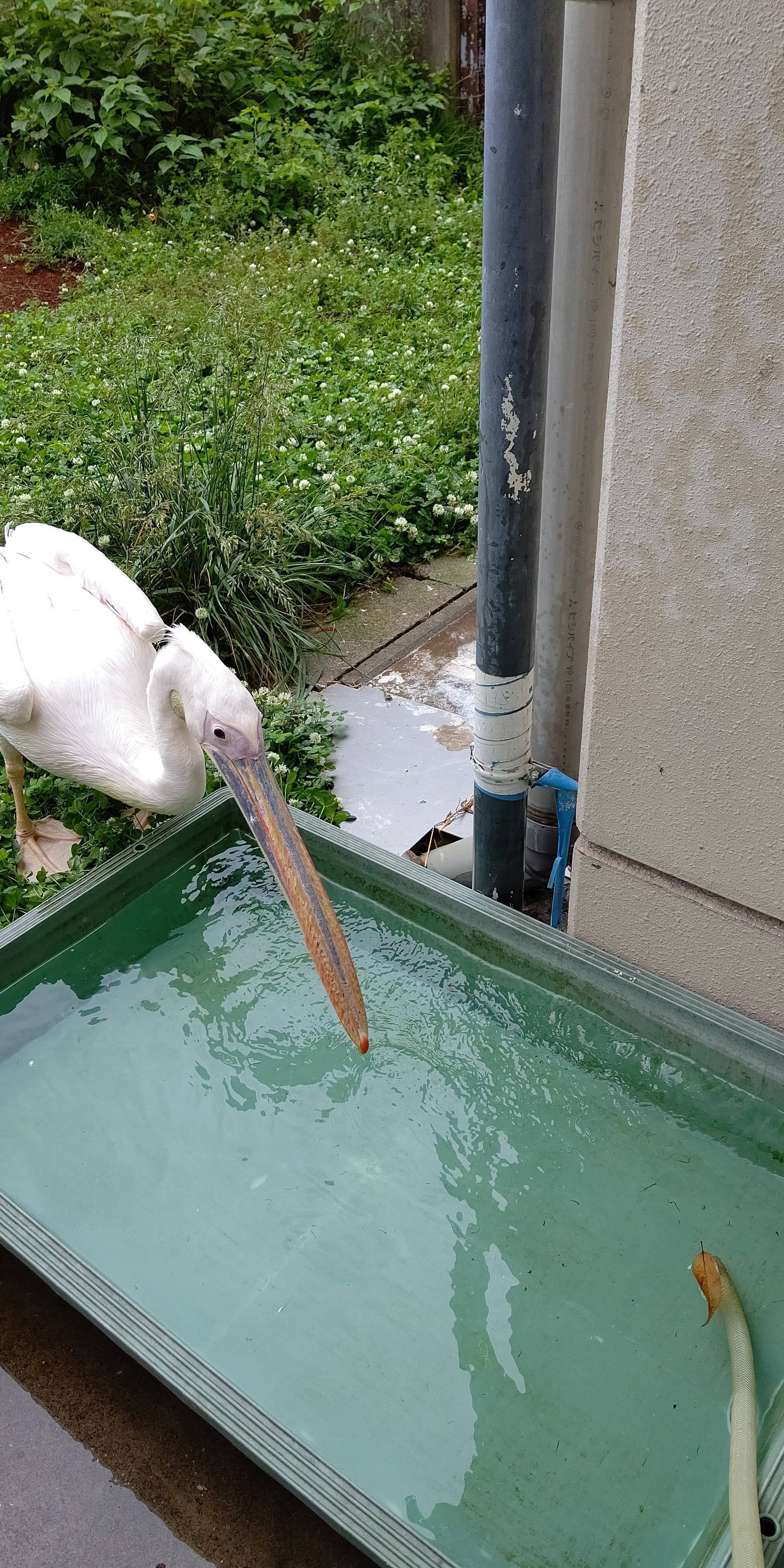 水遊び こぼれ話 金沢動物園公式サイト 公益財団法人 横浜市緑の協会